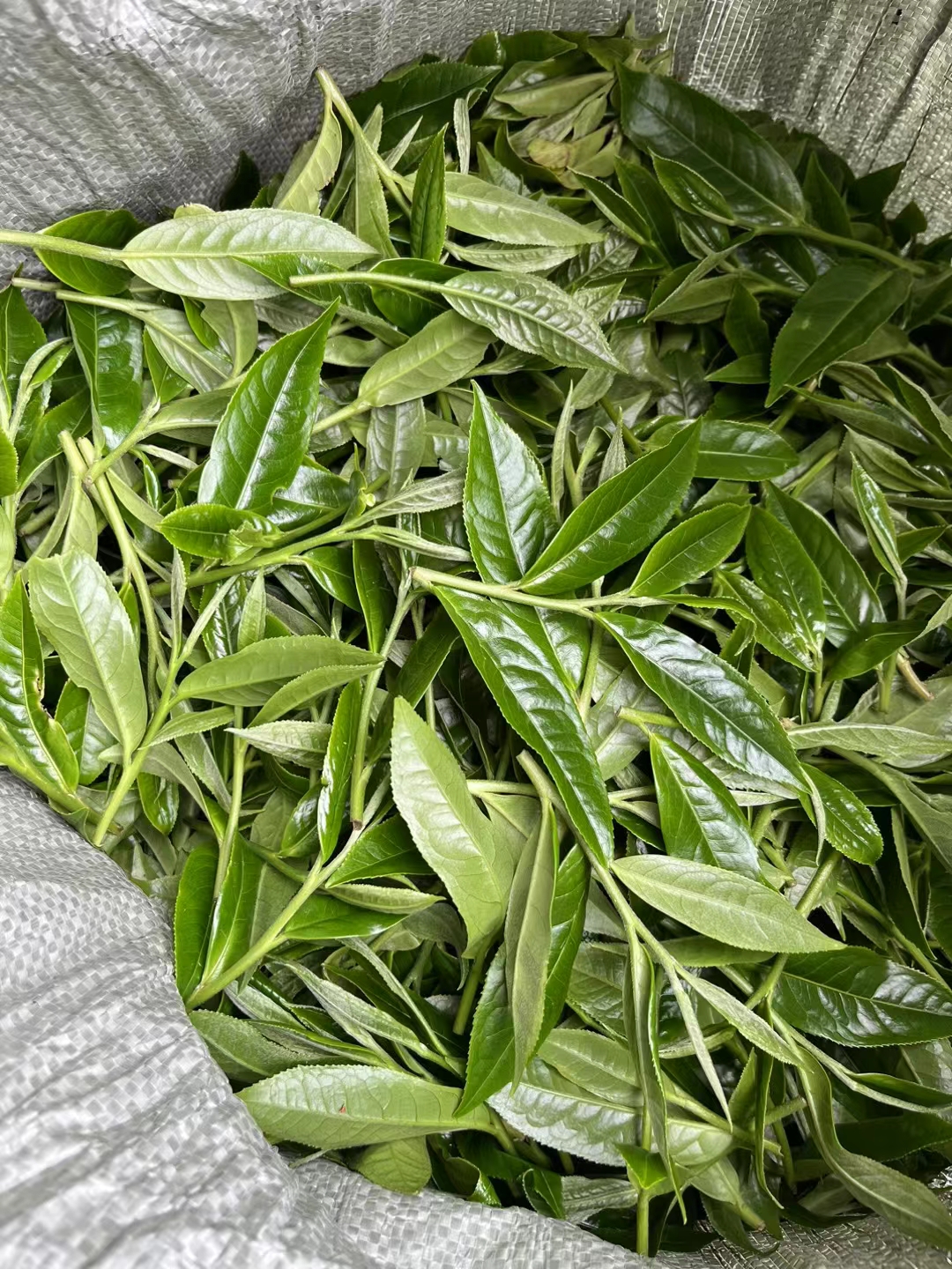 这么靓的鲜叶做红茶, 必然很好喝呀[呲牙]