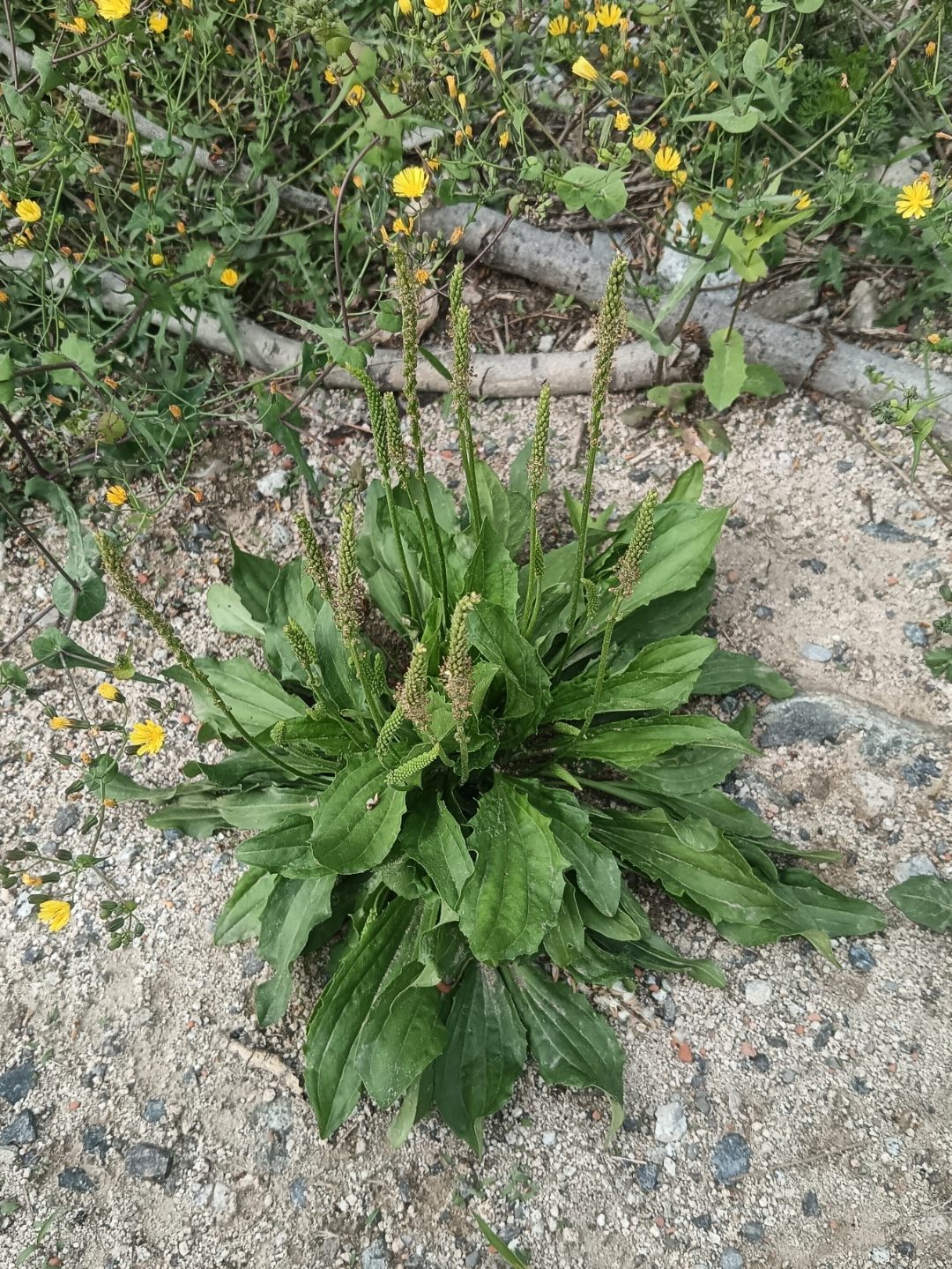 上周末去郊区爬山,顺便采摘了一些车前草叶子回家泡水喝,口感清凉