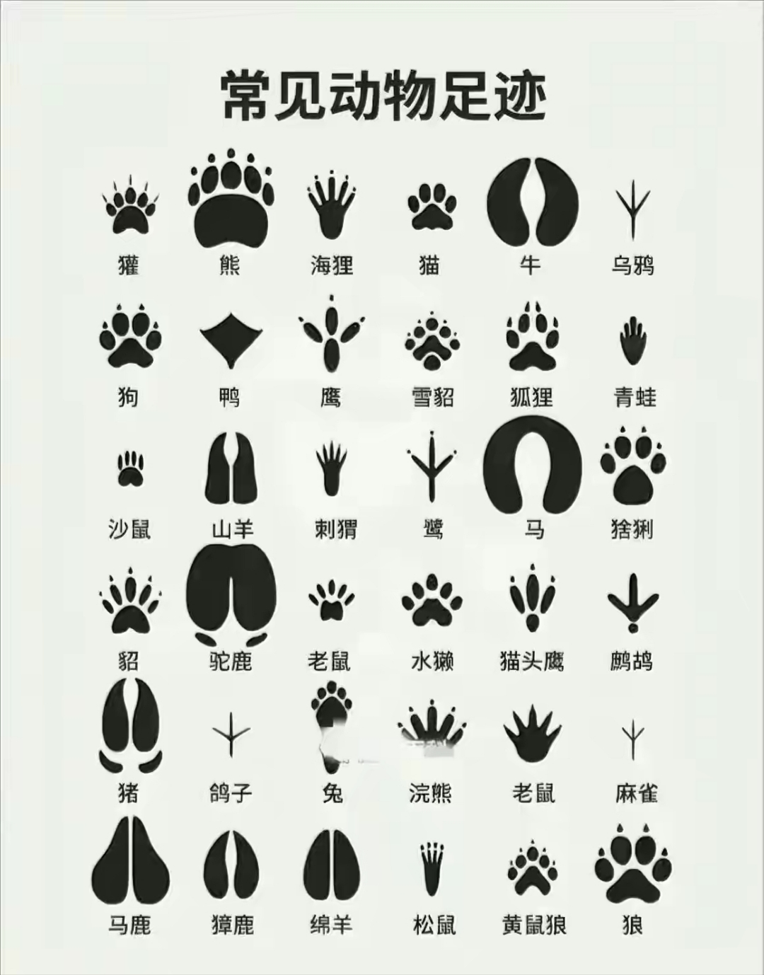 以前看文学作品,经验丰富的猎人能辨别动物的足迹,甚