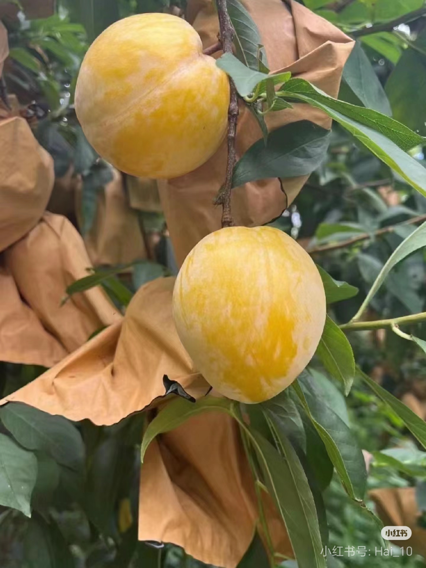 夏日限定,手中这一抹金黄,是自然赠予的甜蜜.乐昌九峰山黄金奈李