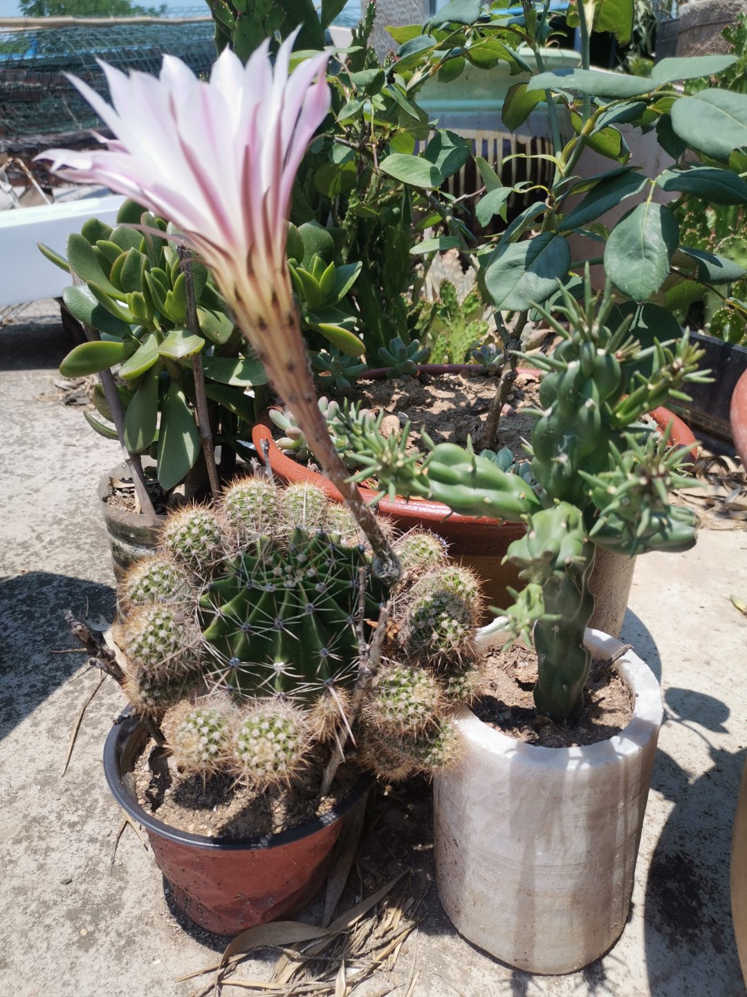 花卉养殖# 草球又开花了