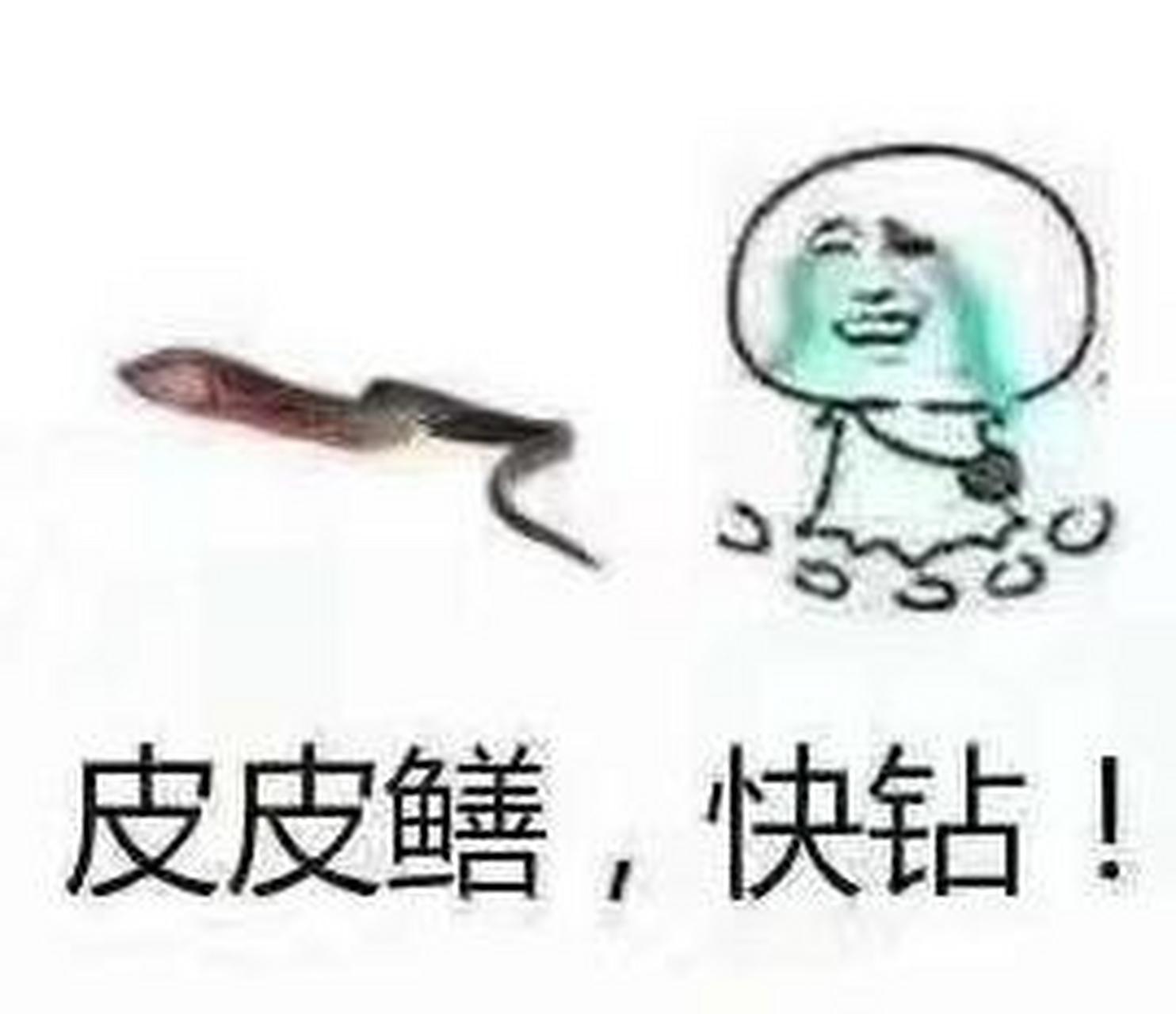 皮皮鳝我们钻图片图片