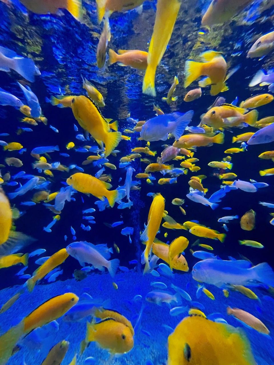 今天带娃来海洋馆玩了一天,大几百没了,真是正宗吸金兽啊!