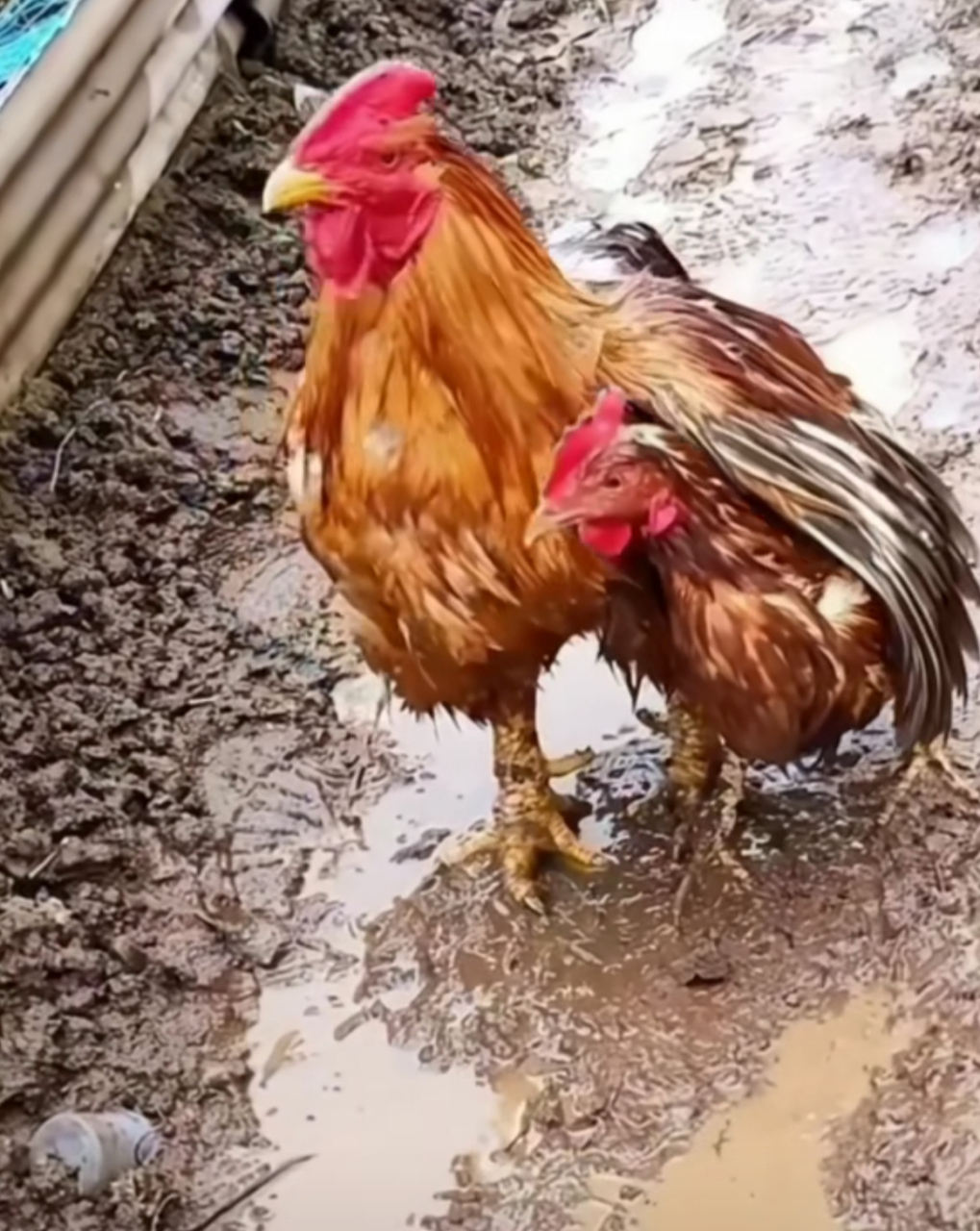 雨中护鸡图图片