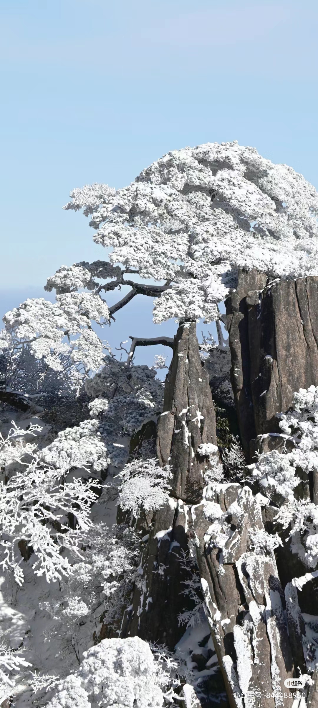 黄山雾凇图片 冬雪图片