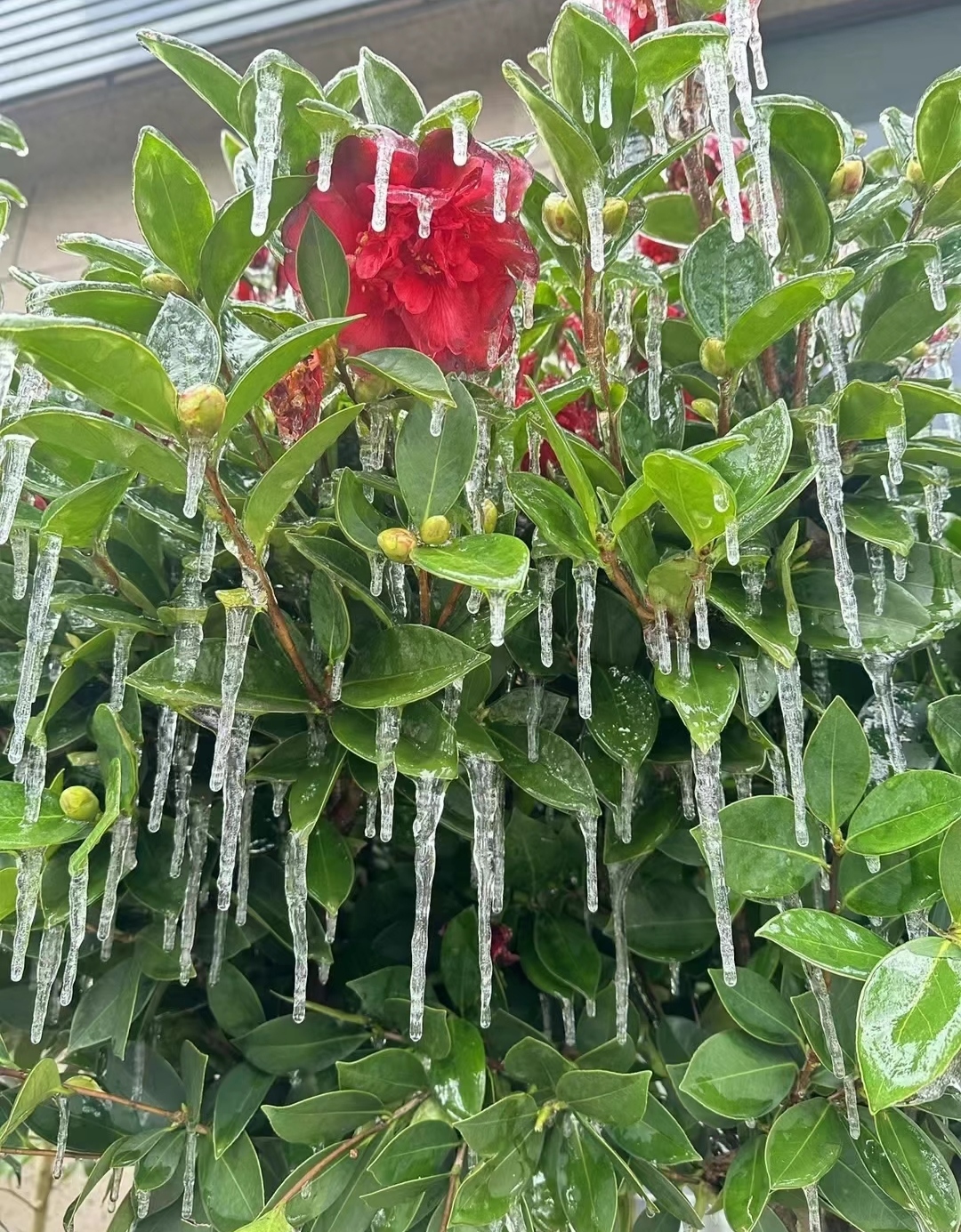 冰挂图片植物图片图片