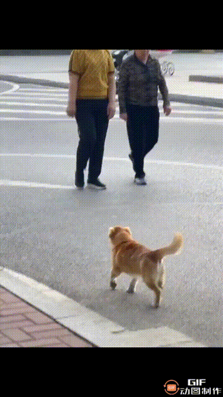 偶遇一只流浪狗狗,他一定很幸福吧