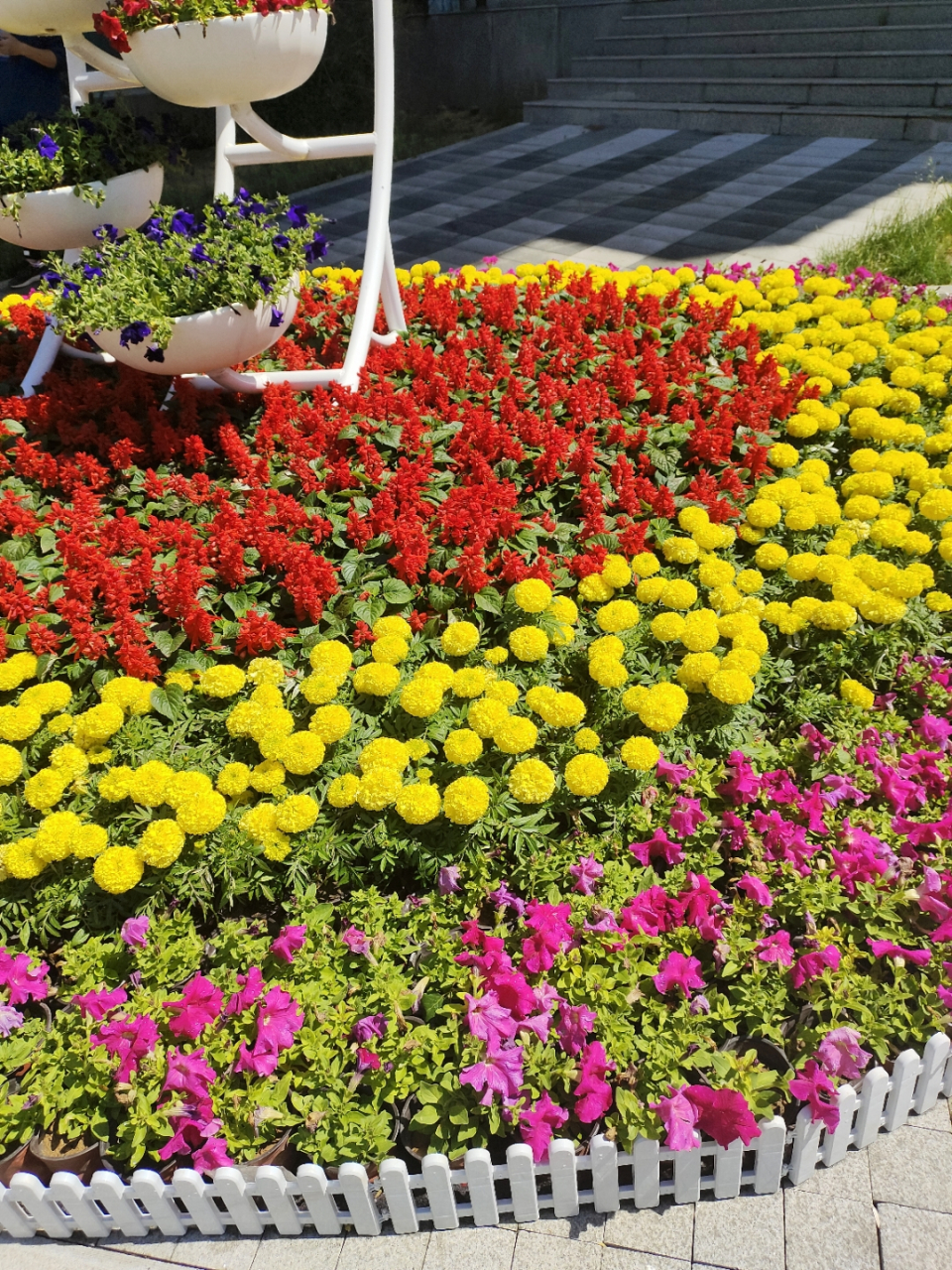 下次我也要给我的小阳台来这么一个多彩的花坛,让生活更加丰富多彩!