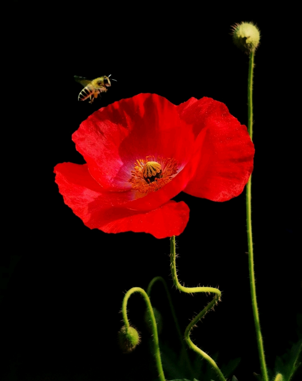 虞美人花,妩媚妖娆