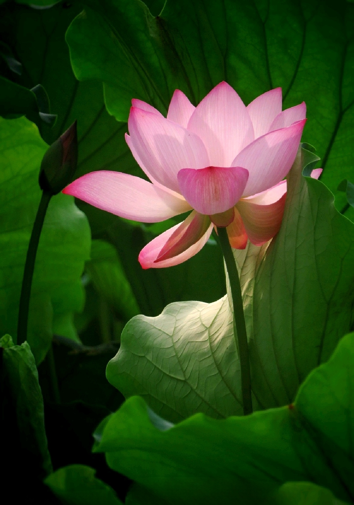 " ——唐代李商隐《赠荷花》.