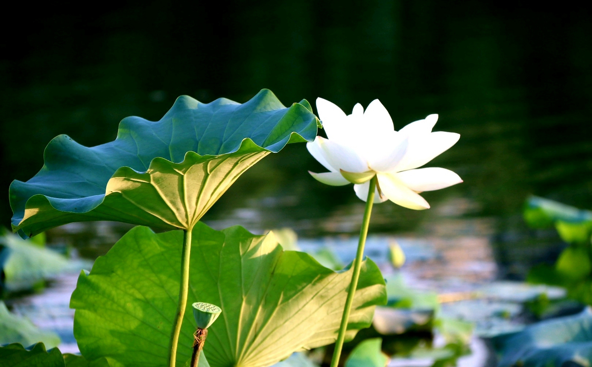 分享一组白莲花美图.