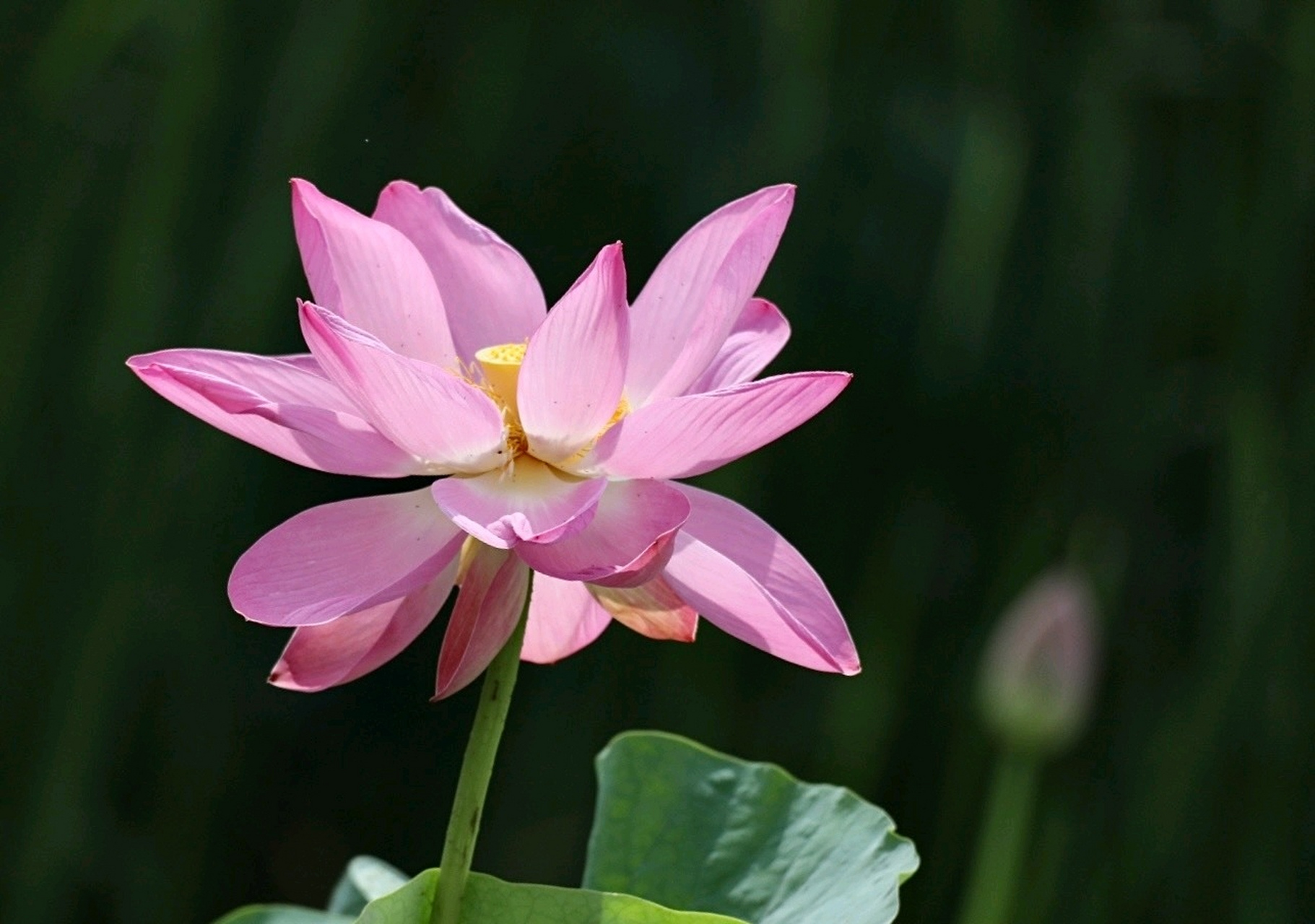 盛夏荷花依然香,等你宛在水中央