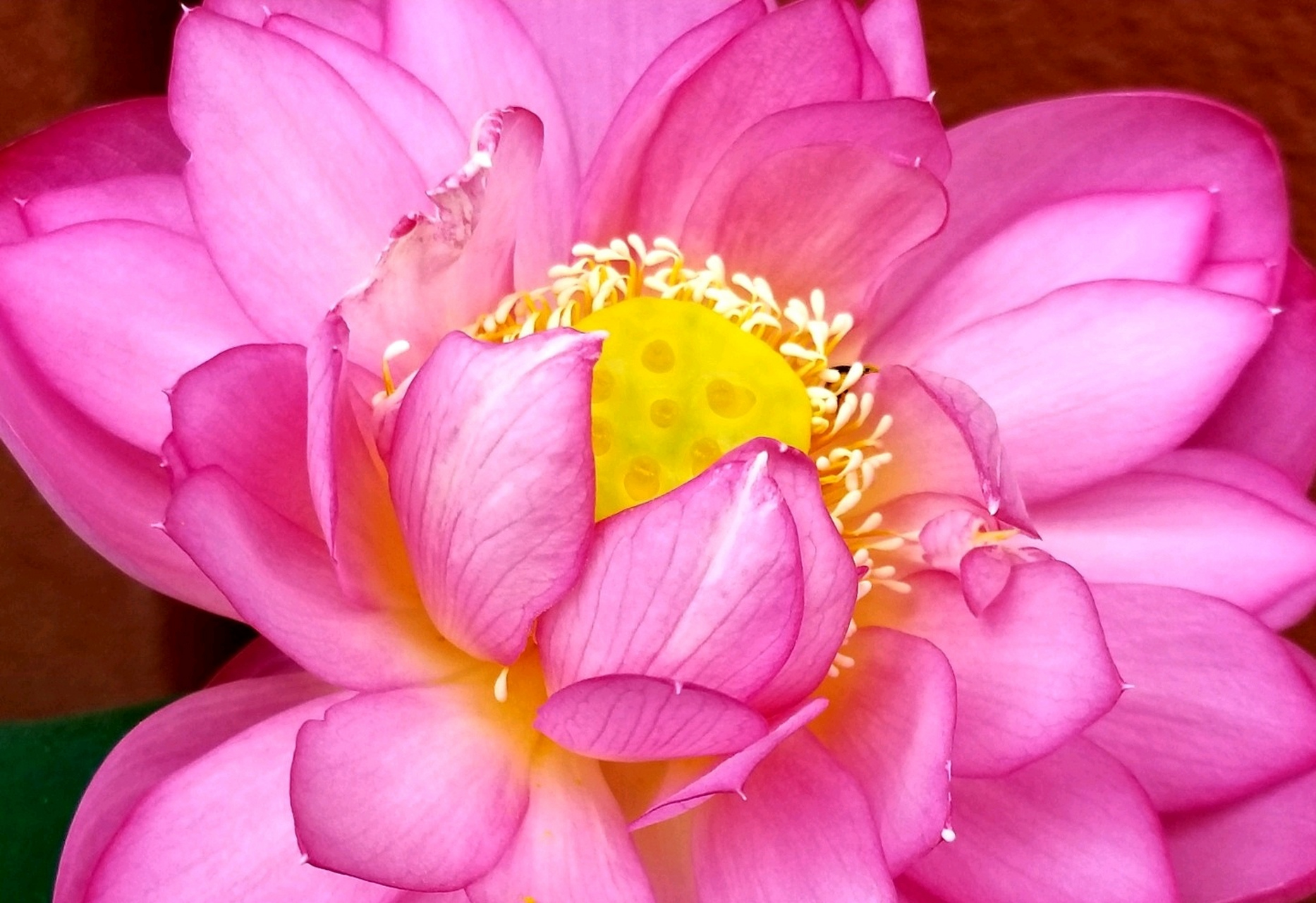 嫩蕊凝珠,清香怡人 分享一组荷花花蕊美图