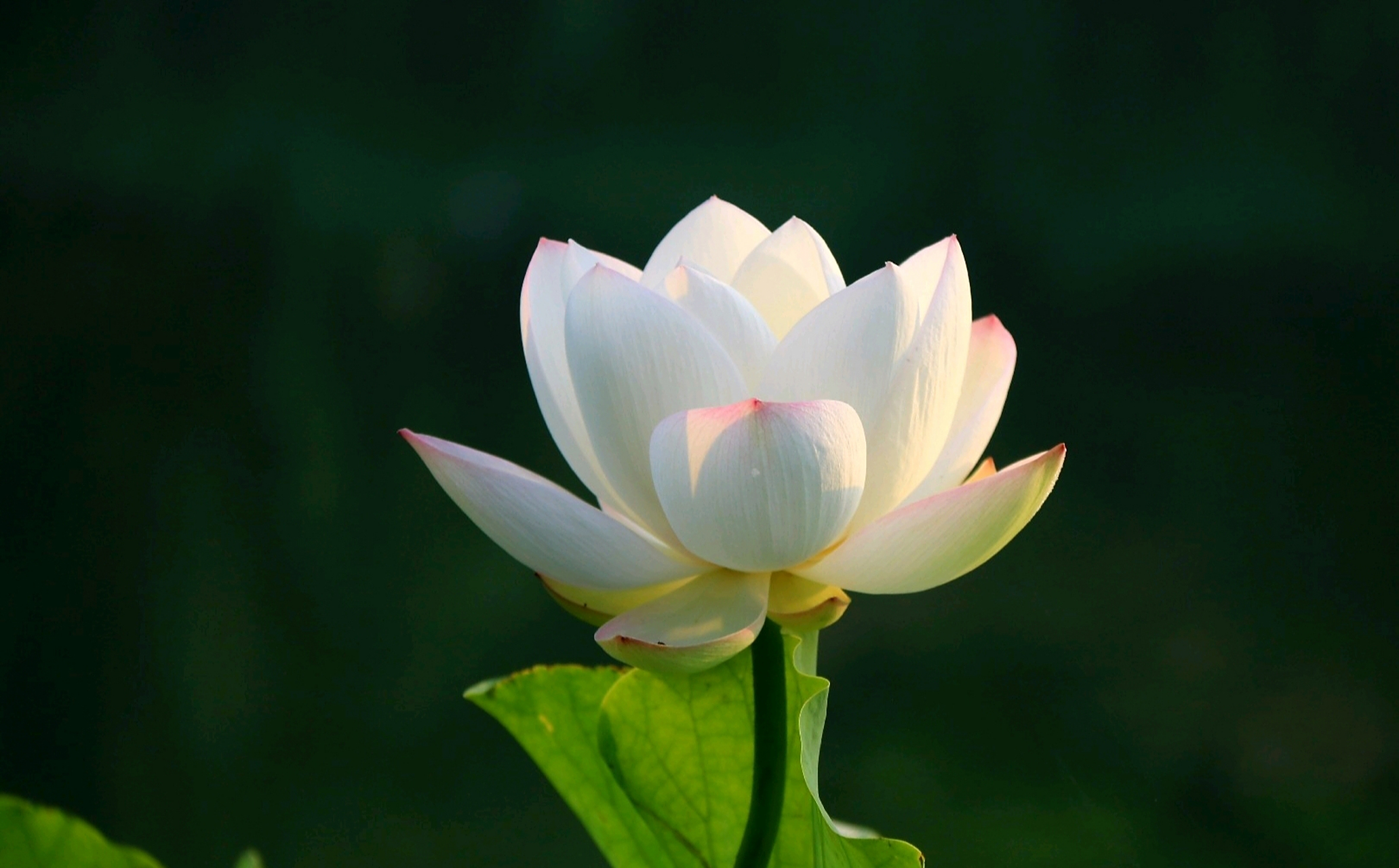 洁白无瑕,纤尘不染 分享一组白莲花美图