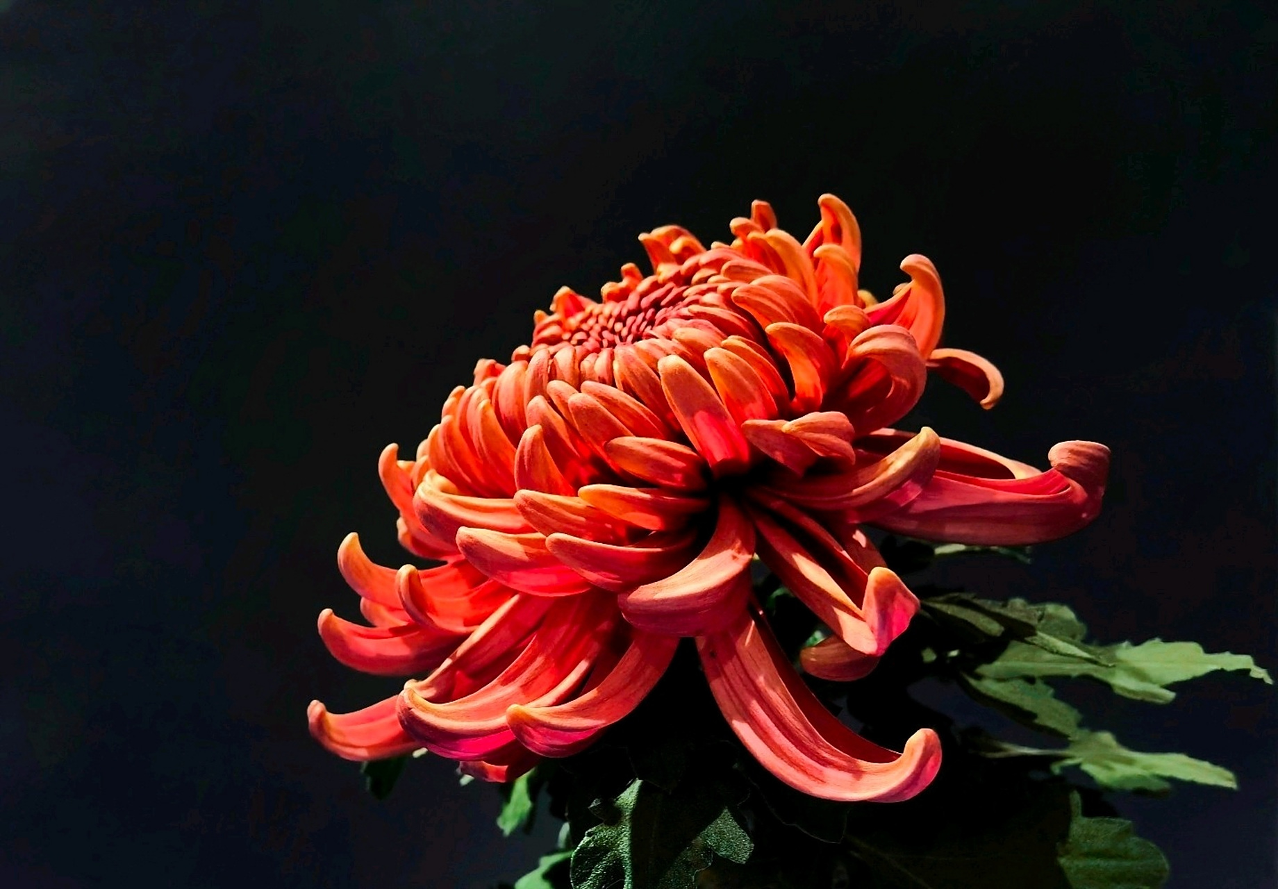 网上菊展——分享菊花美图