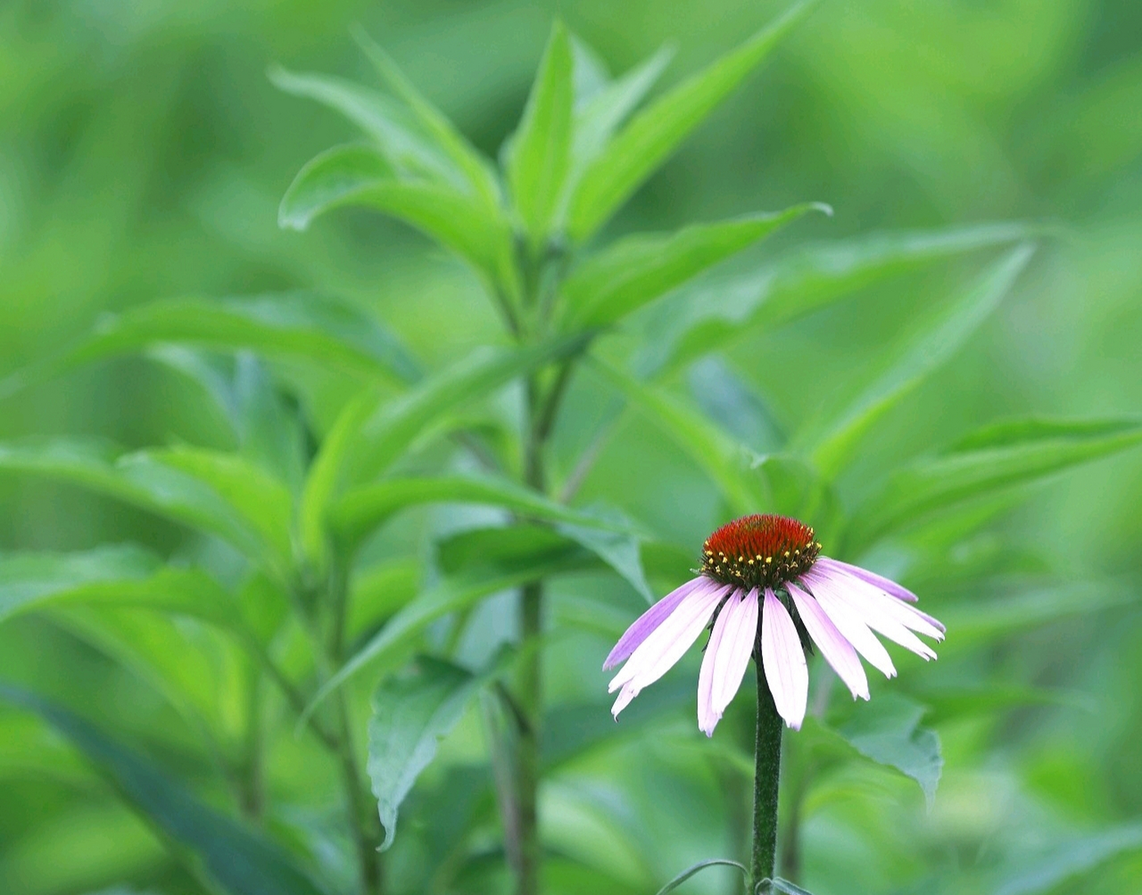 松果菊,别名紫锥花,紫锥菊,紫松果菊.