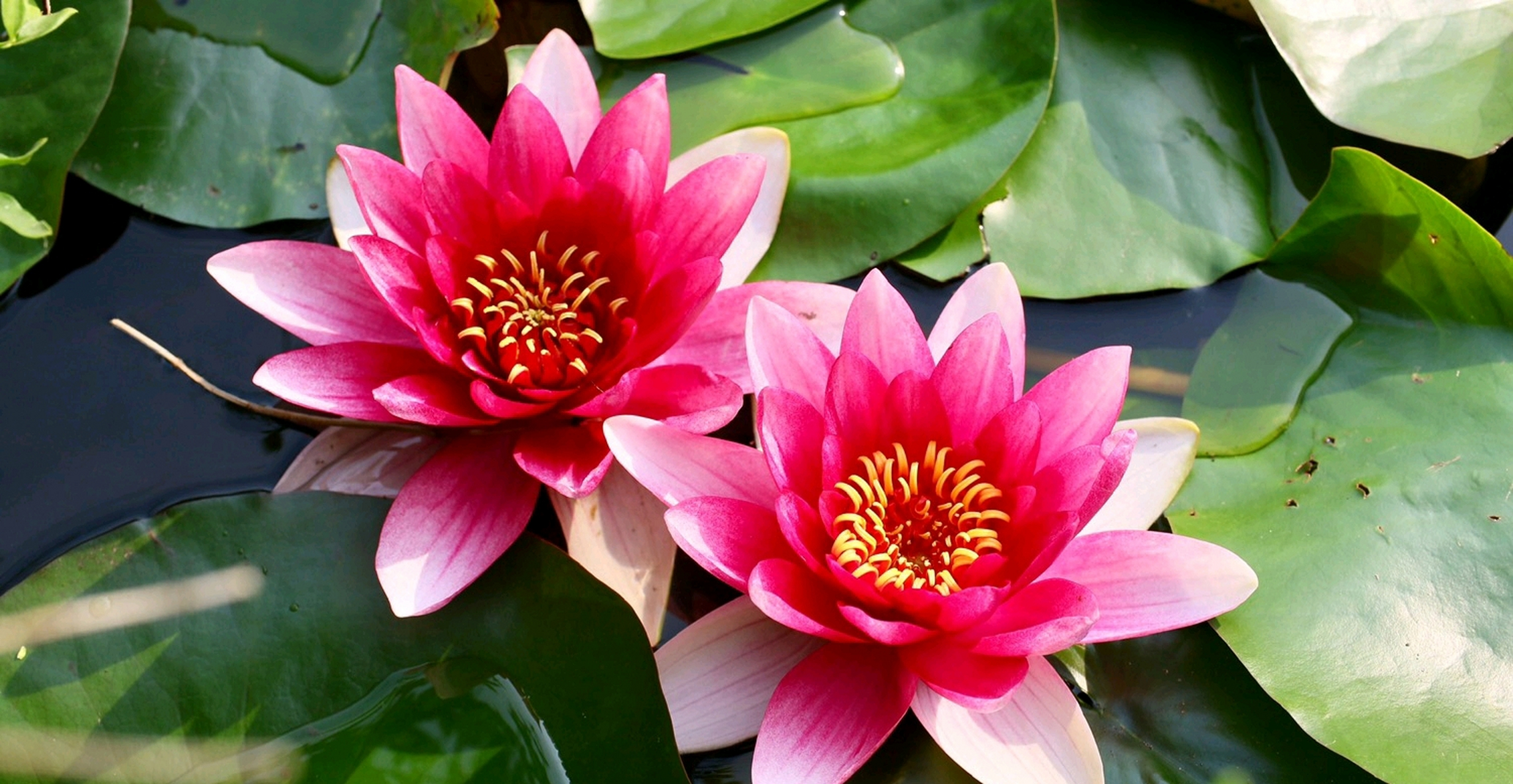 远离俗世繁华,独自惊艳开花 分享一组睡莲美图