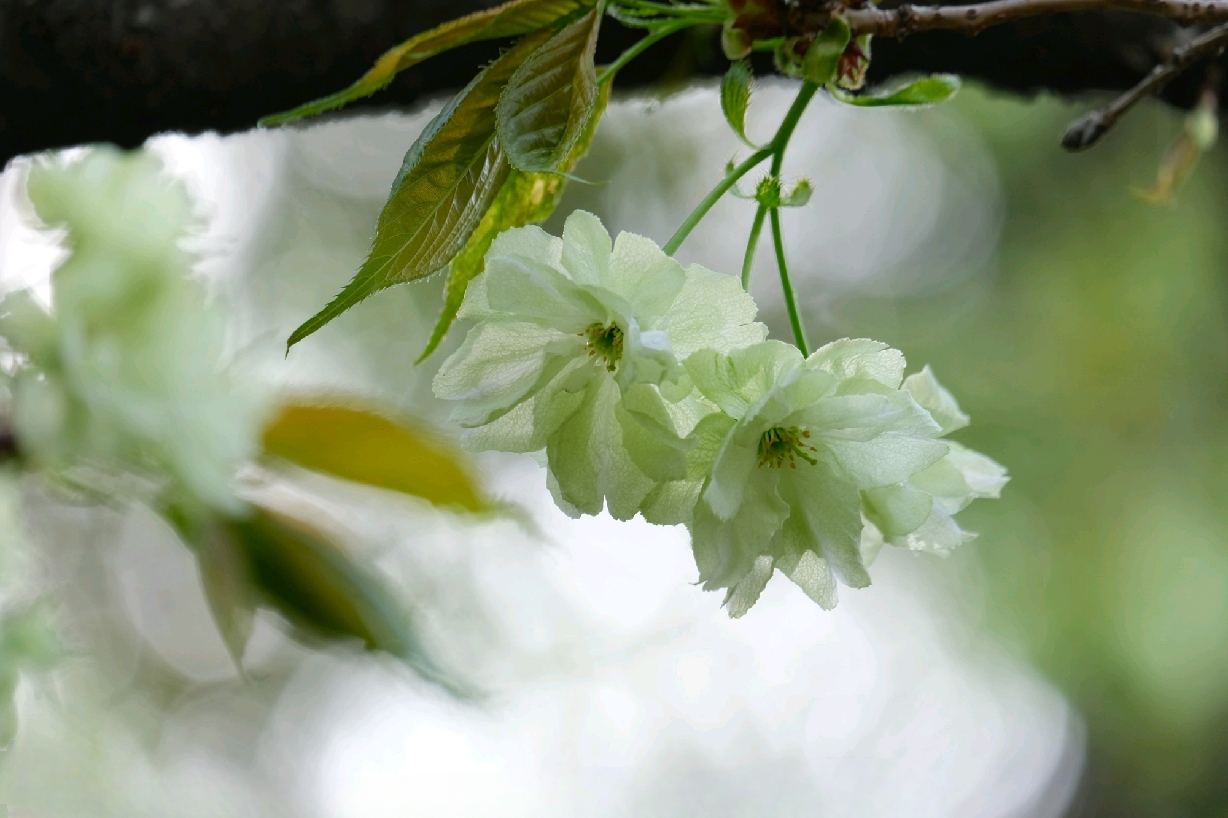 淡绿色的樱花你见过吗? 它可是樱花界"大熊猫"啊!