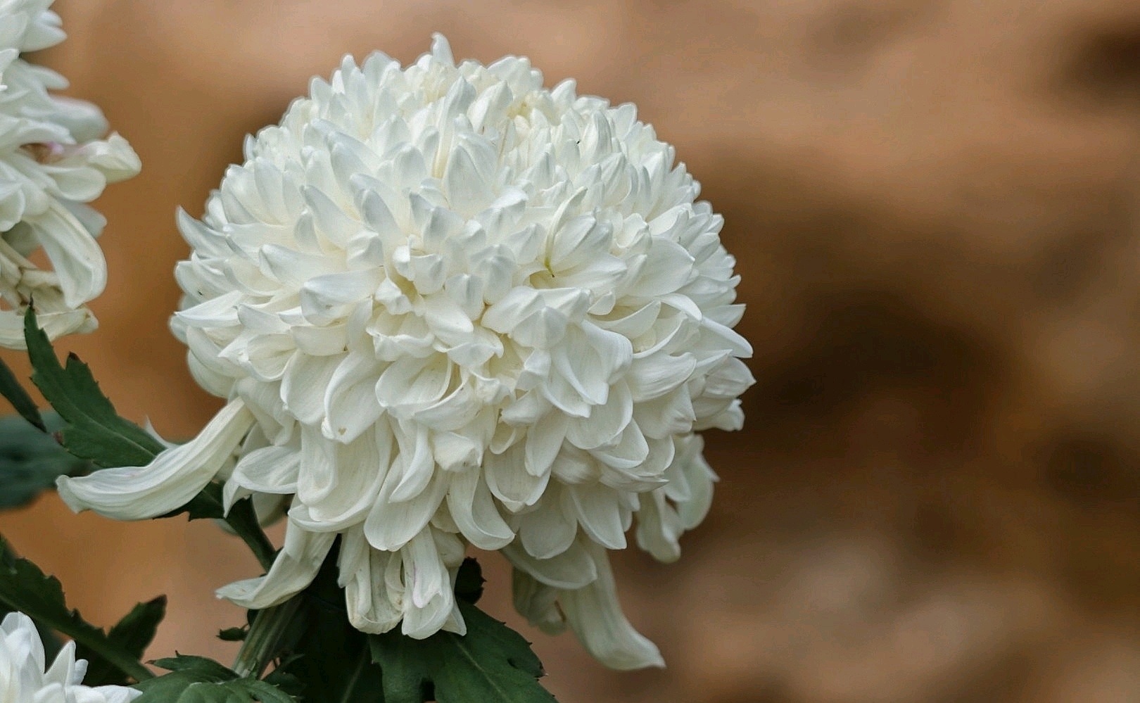 分享球形菊花美图