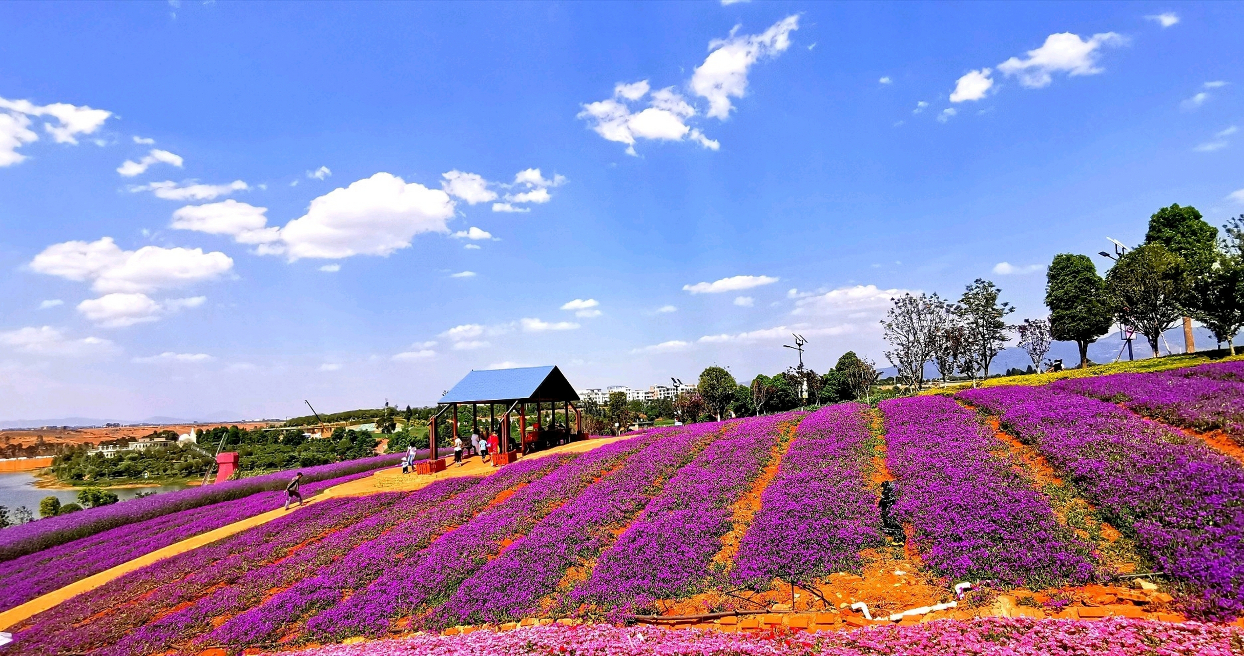 "心有半亩花田,藏于世俗人间" 每个人内心深处都可以有一片美好的花田