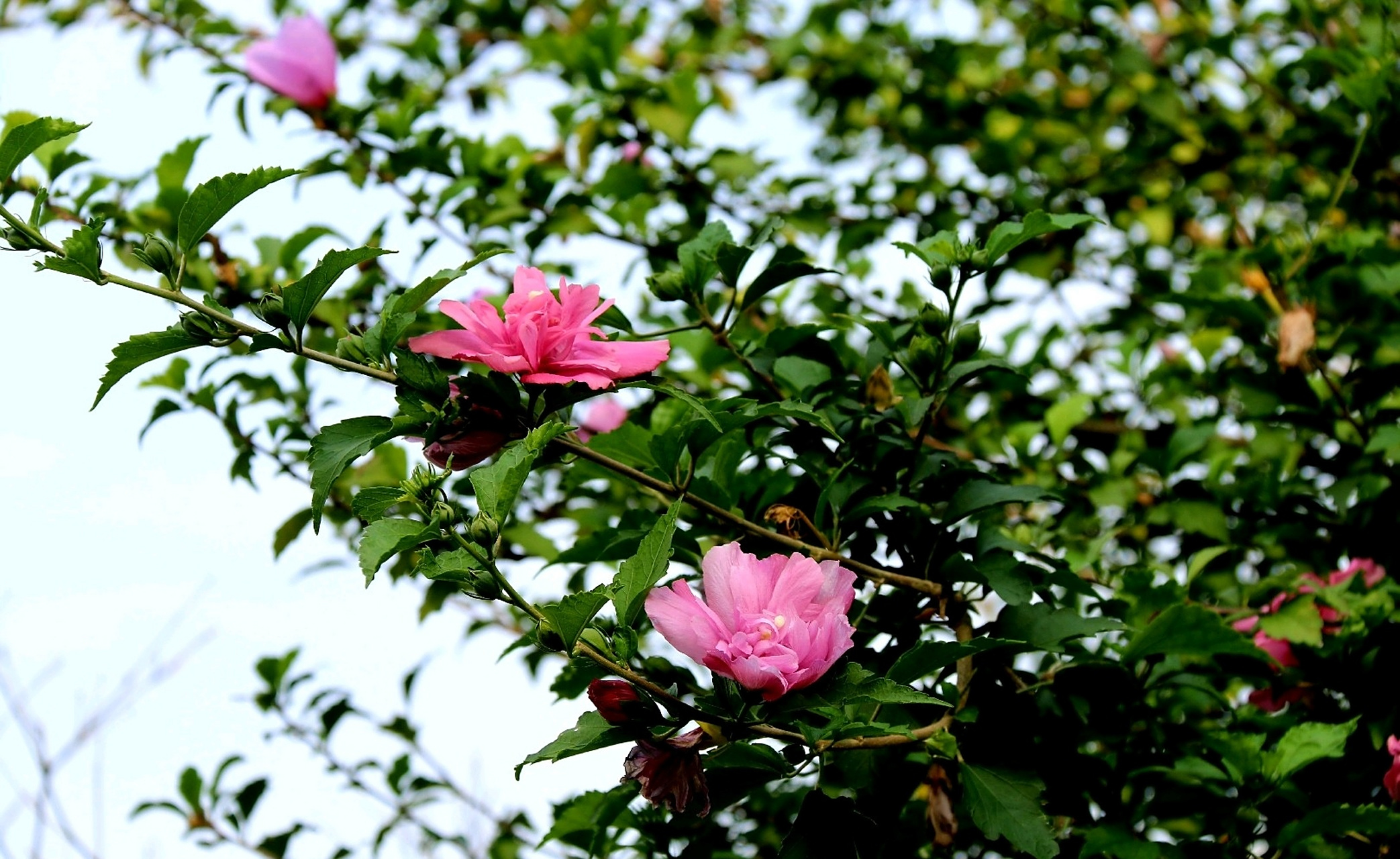 "因为木槿花朝开暮落,所以又叫朝开暮落花,日及.