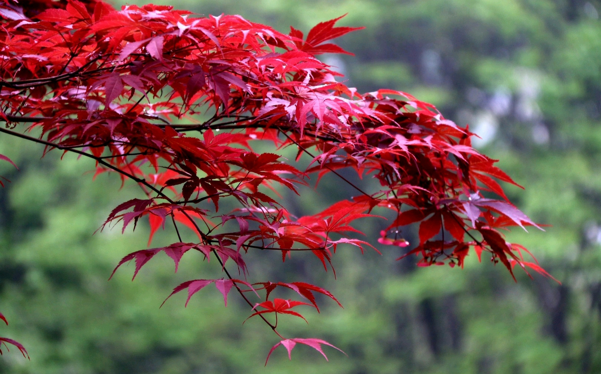 一片红叶寄相思,满目星辰皆是你