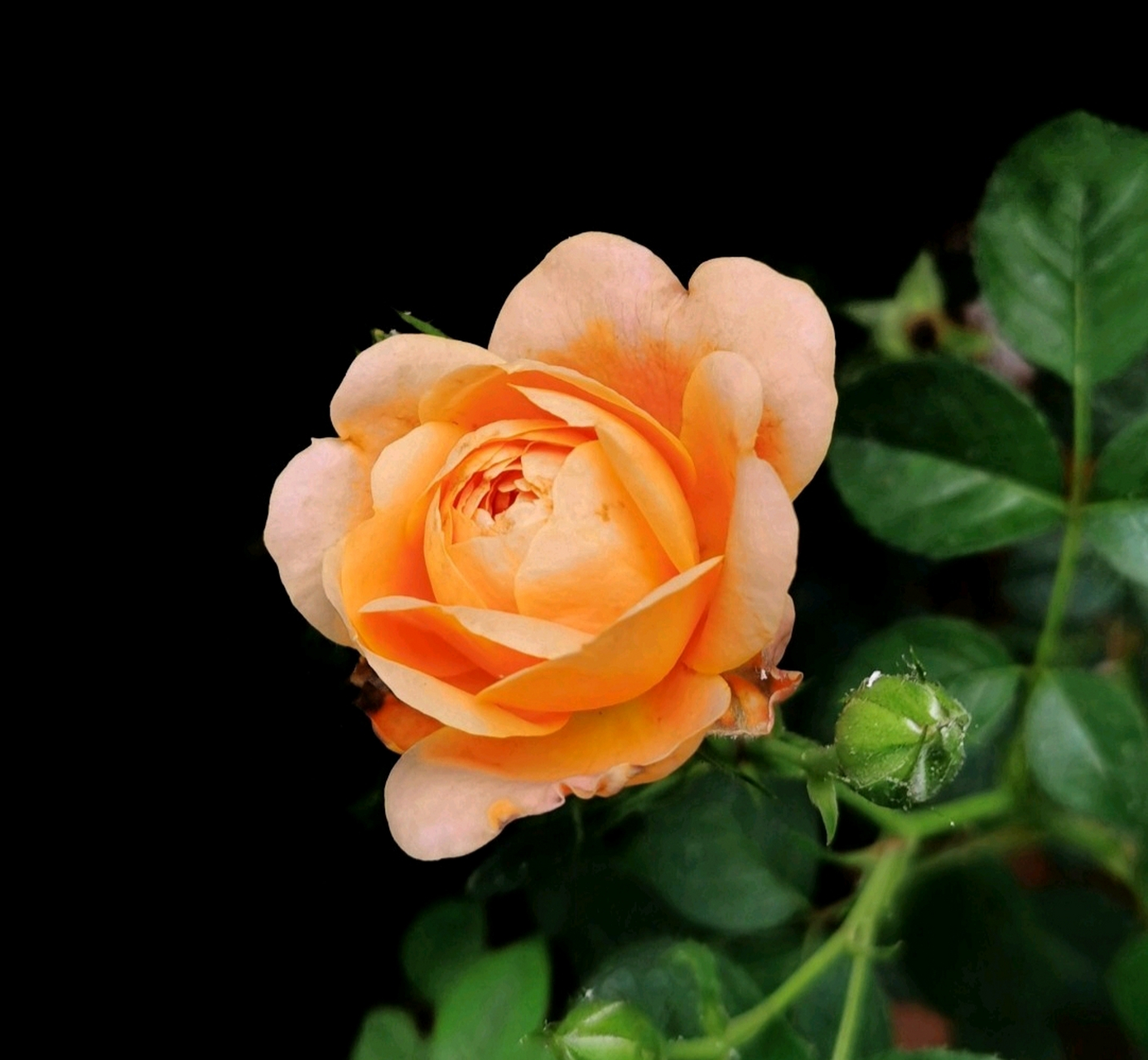 分享一组橙黄色系列月季美图