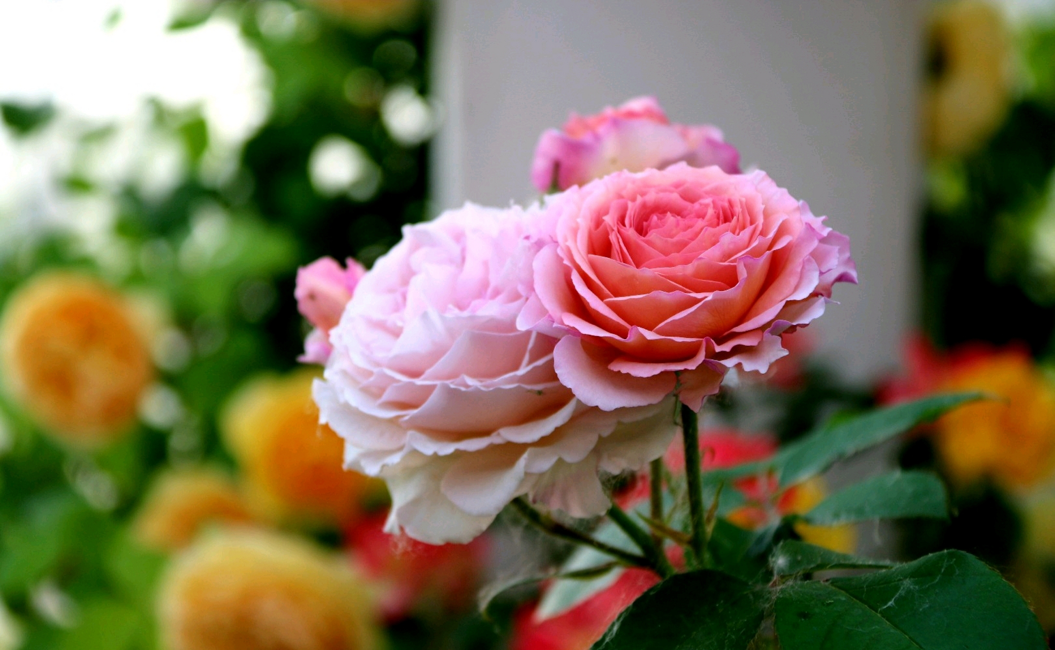 复色月季,月季中的新品. 一朵花上两种或两种以上颜色.