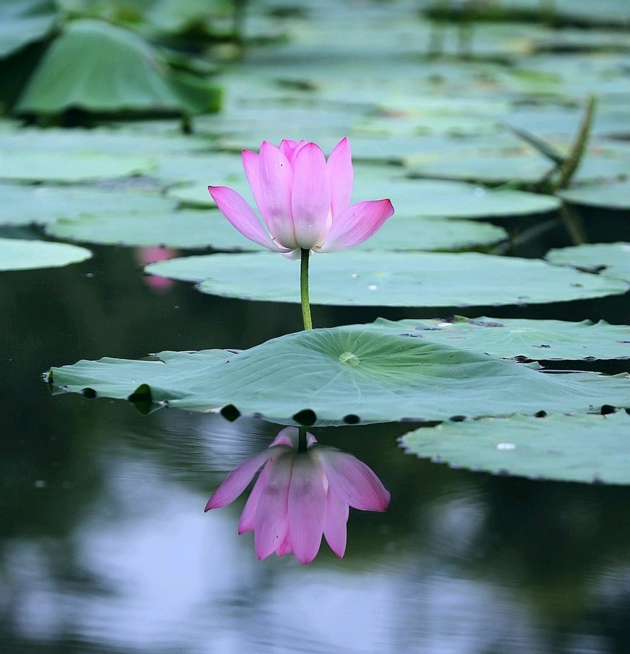 盛夏荷花依然香,等你宛在水中央