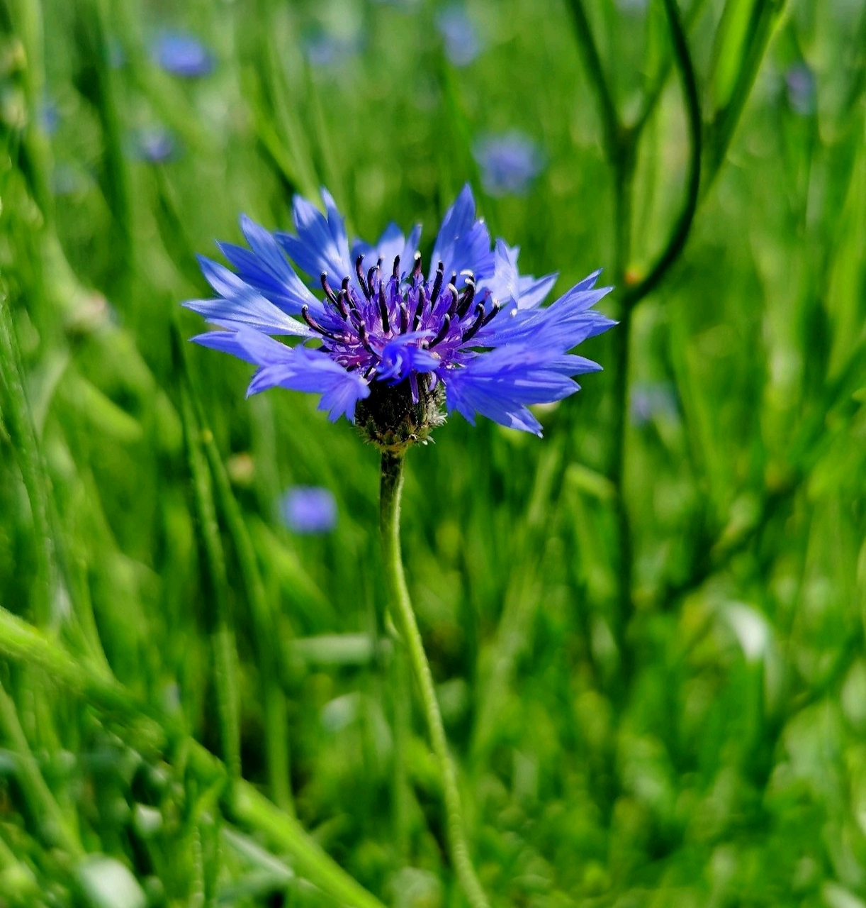 矢车菊(shi che ju )别名蓝芙蓉,翠兰,荔枝菊,蓝花矢车菊.