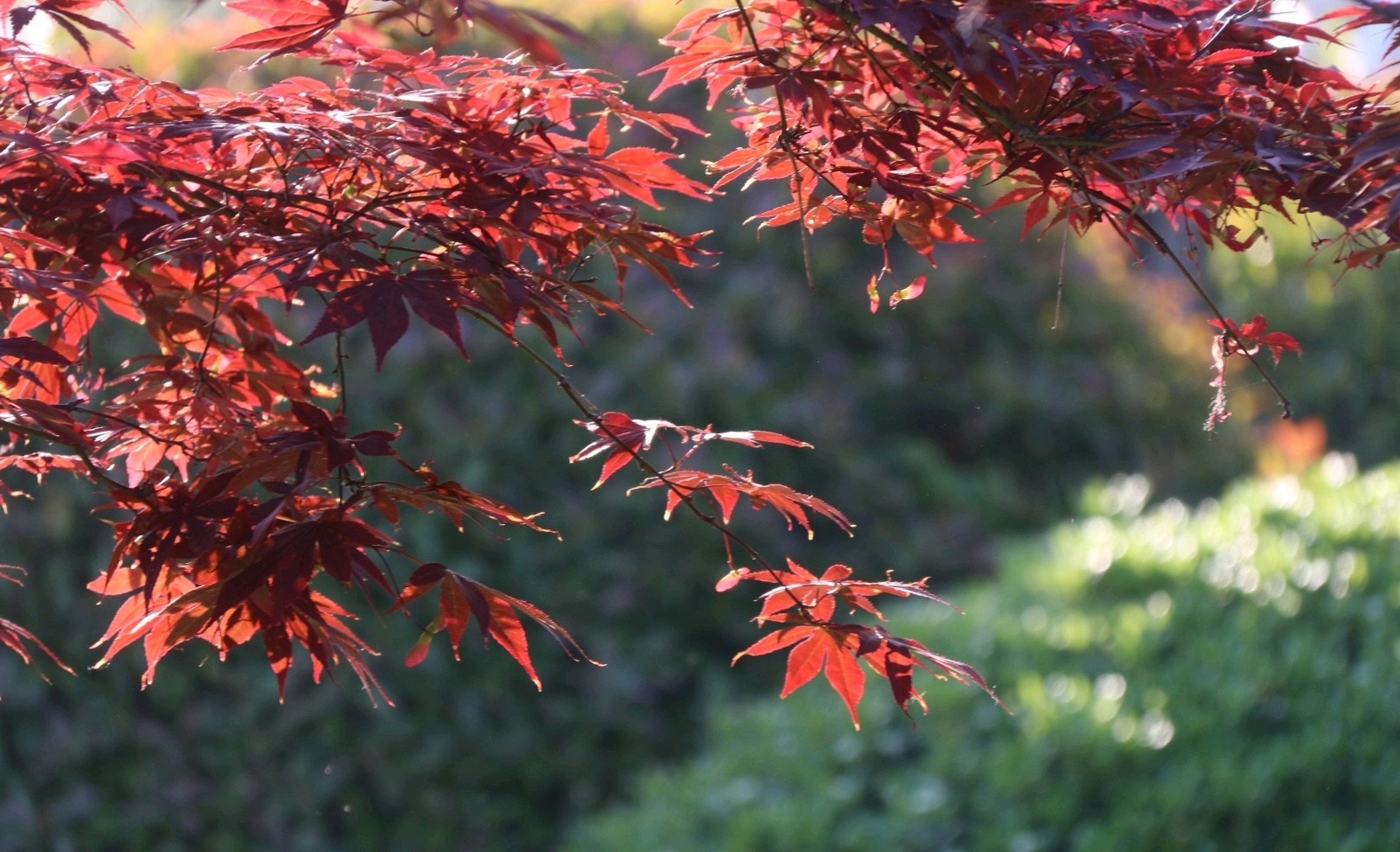 秋染枫叶似彩霞,金秋时节美如画