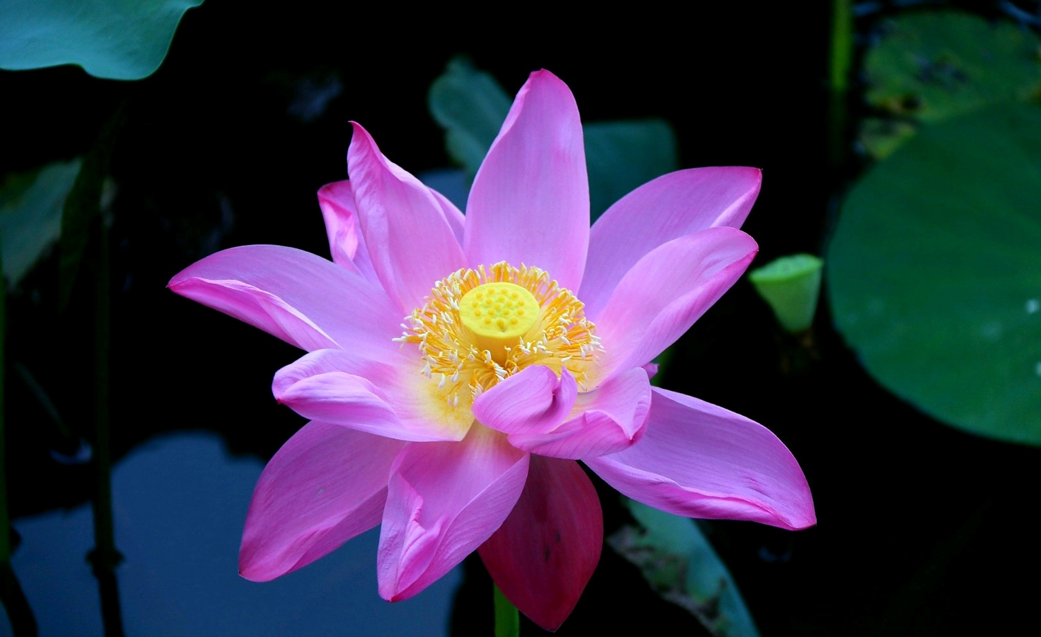 盛夏荷花依然香,等你宛在水中央