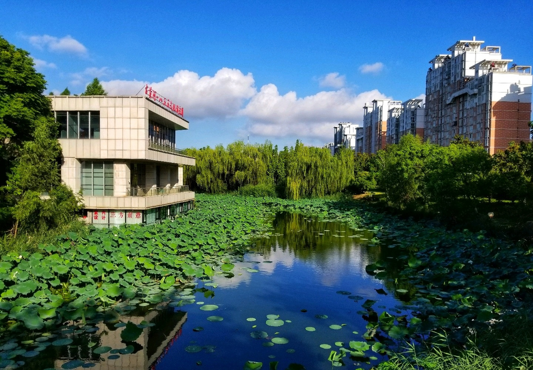 【夏日即景】 晴空万里白云飘,芳草碧水也娇娆.