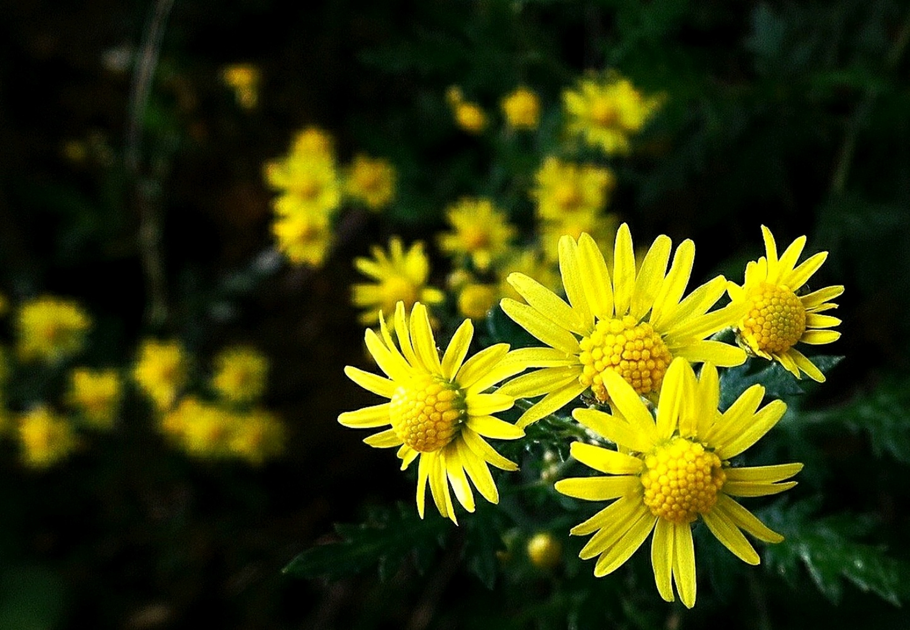 " 甘菊,是菊科菊属多年生草本植物
