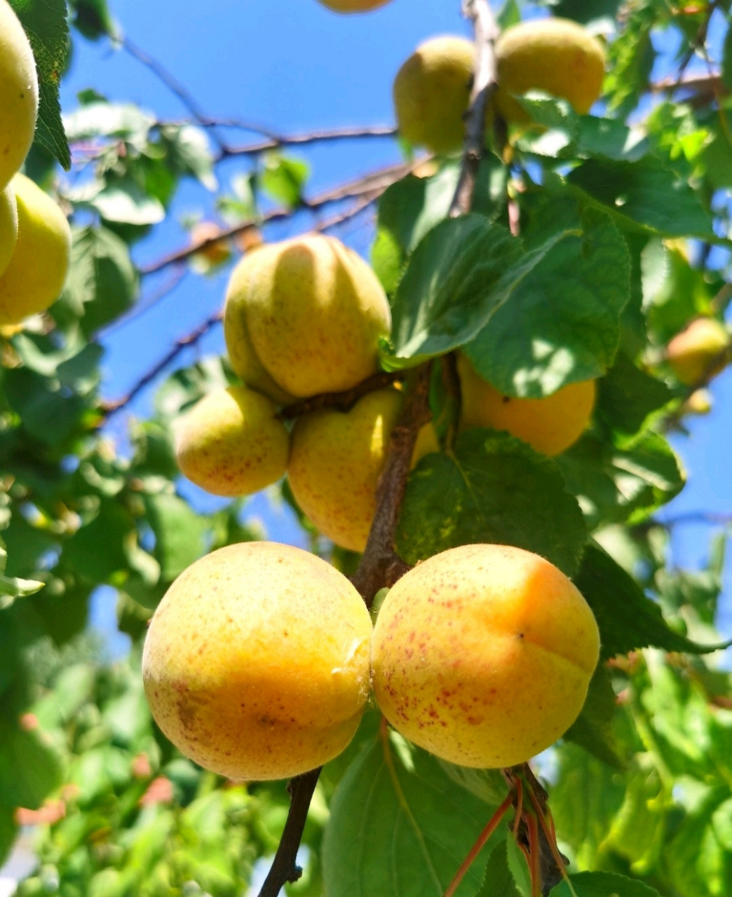梅子熟时杏子黄,正是学子高考忙
