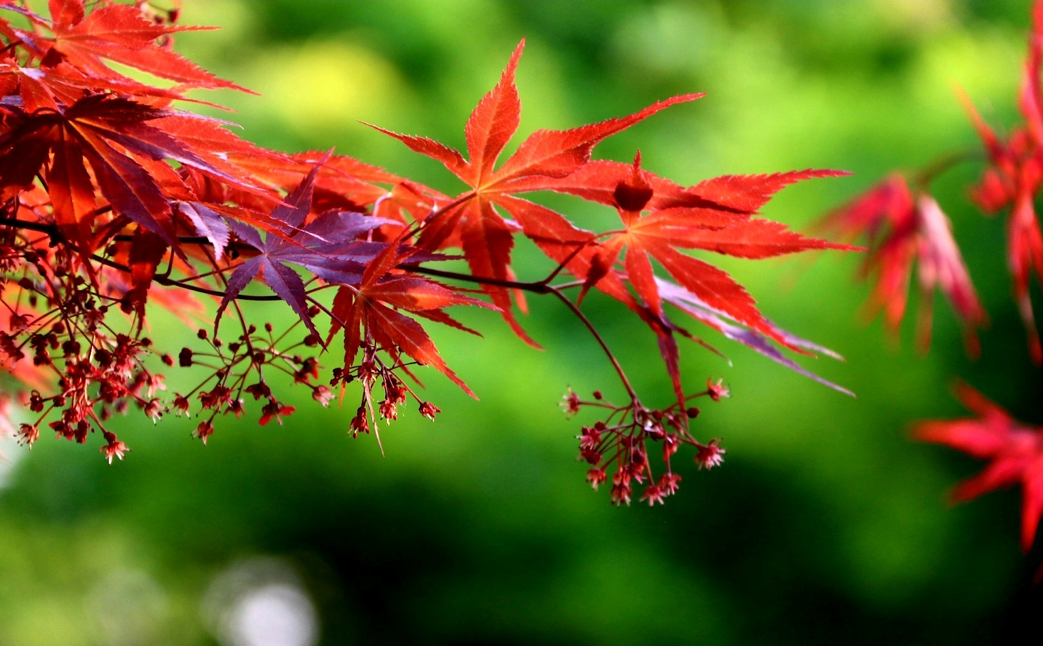 一片红叶寄相思,满目星辰皆是你
