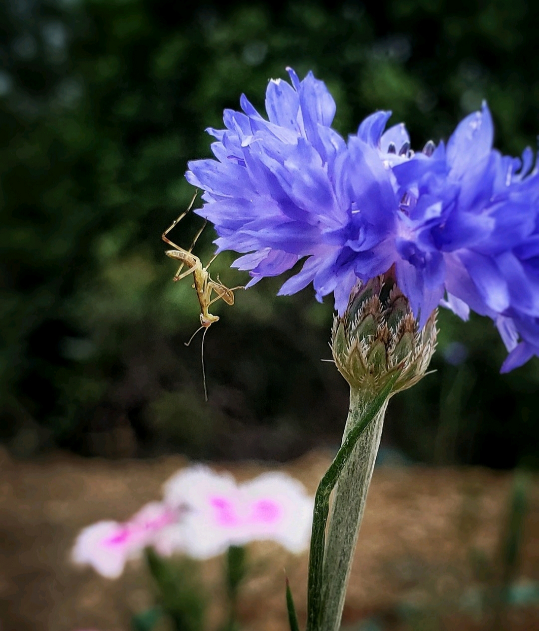 矢车菊(shi che ju )别名蓝芙蓉,翠兰,荔枝菊,蓝花矢车菊.