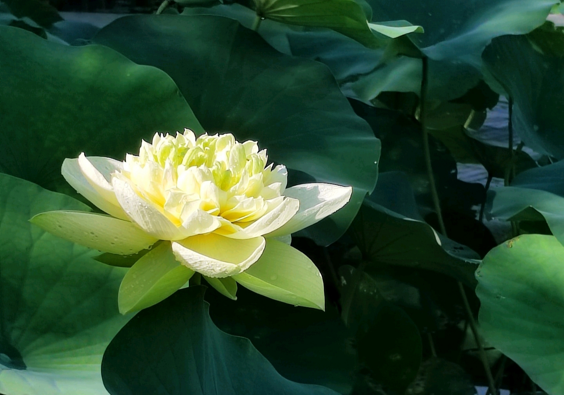 分享重瓣荷花图片