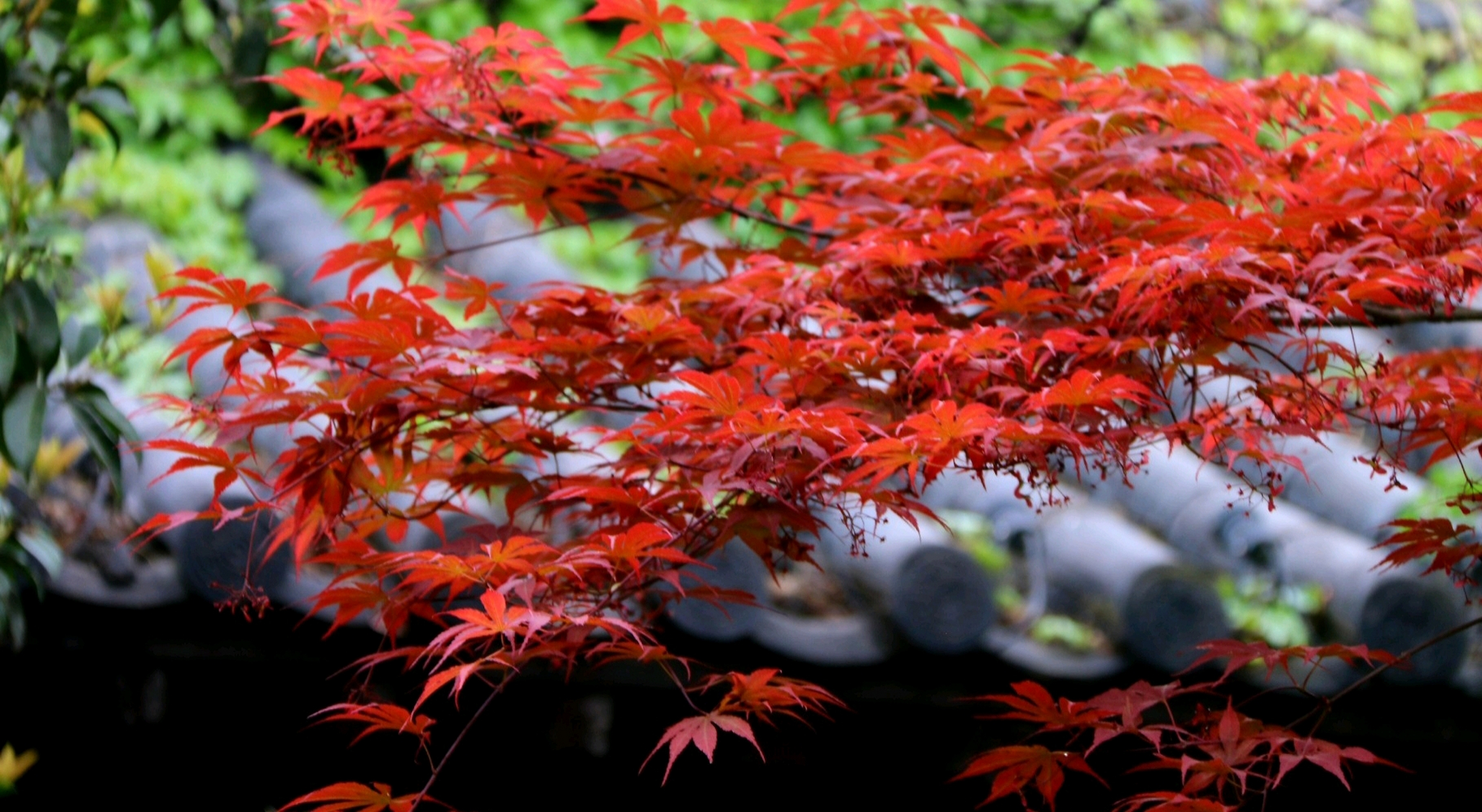 一片红叶寄相思,满目星辰皆是你