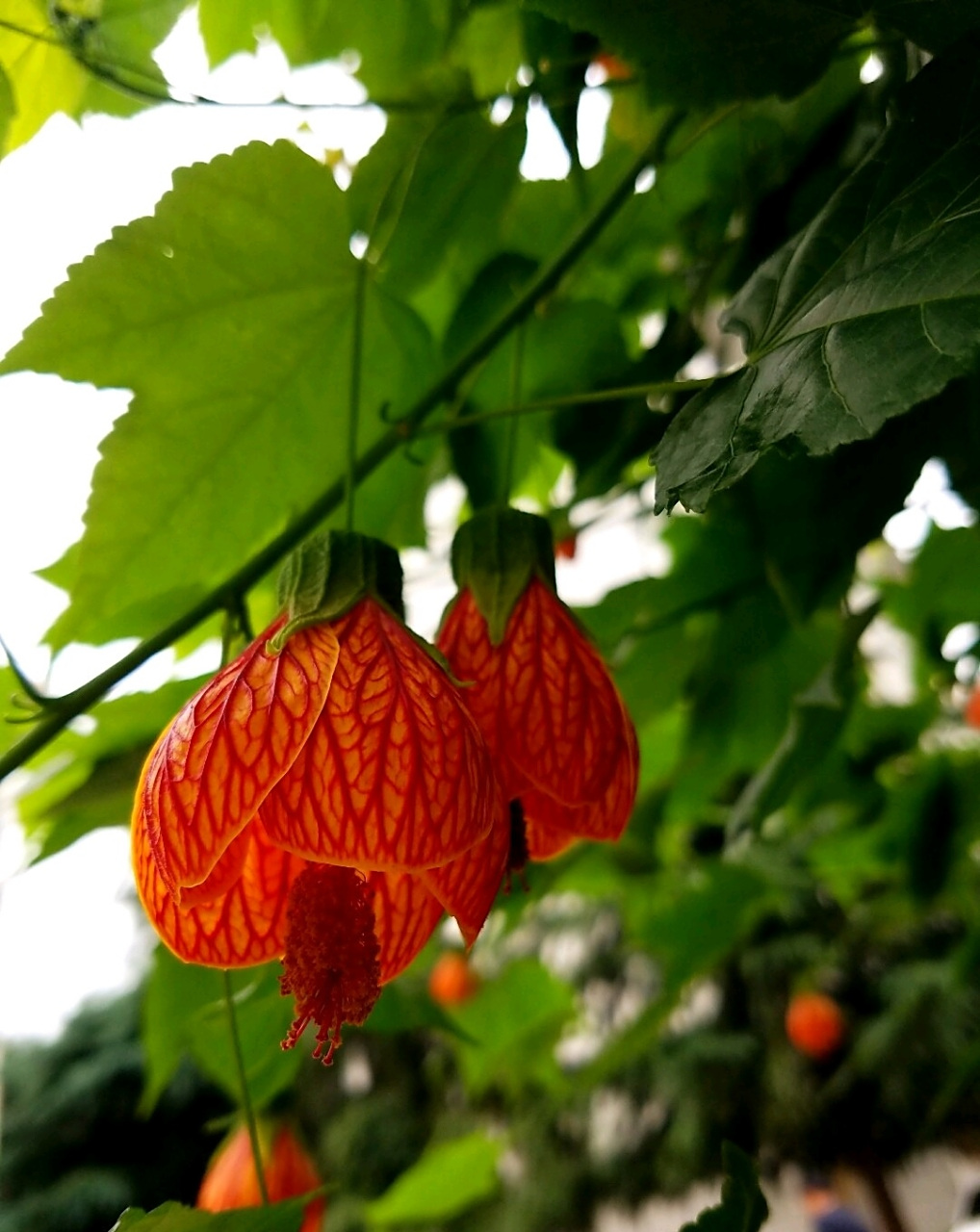 金铃花,别名灯笼花,风铃花等,是金铃木锦葵科苘麻属常绿灌木,高达1米