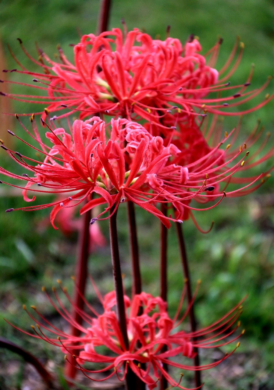 " 石蒜,别名彼岸花,是石蒜科石蒜属的多年生草本植物,花期8~9月.