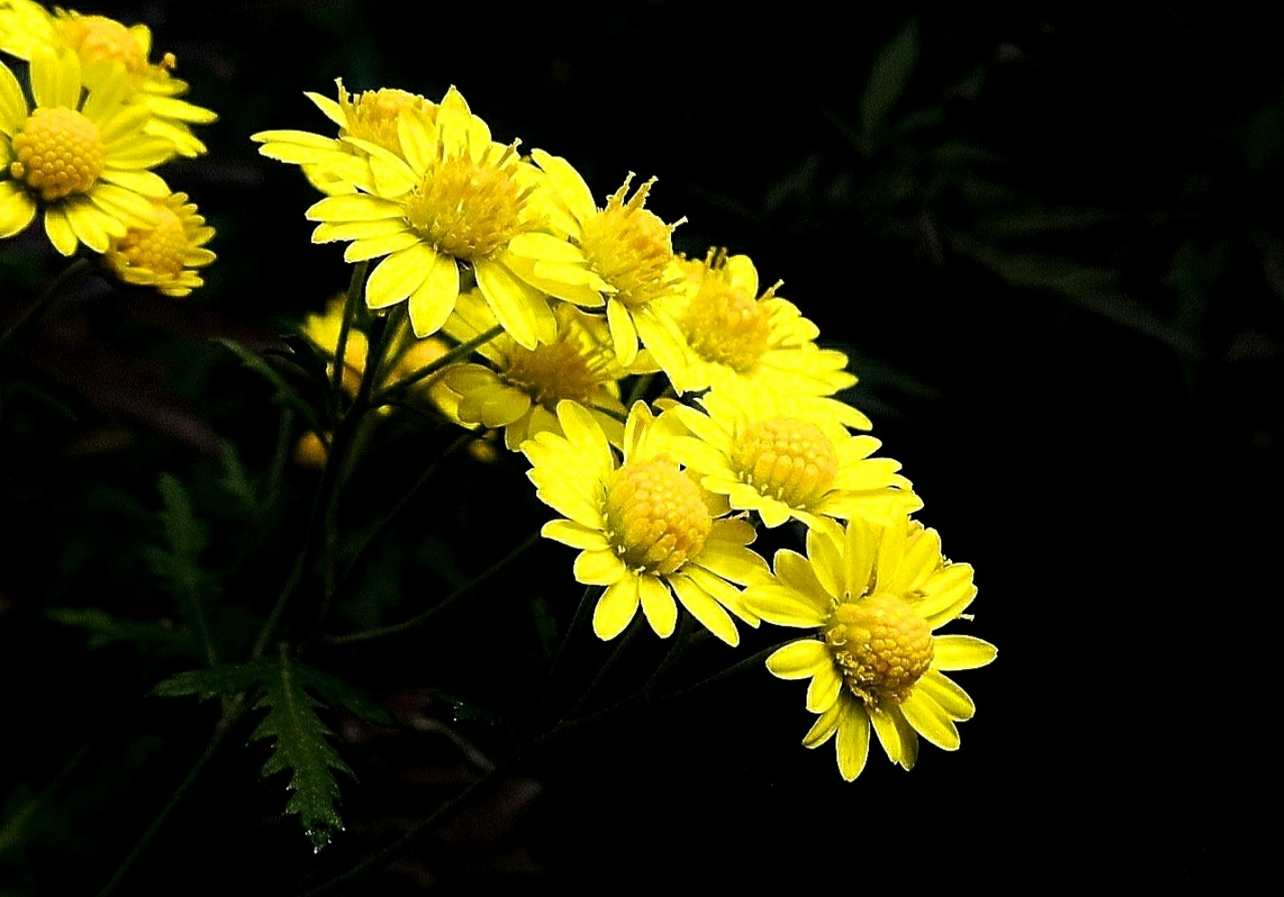 " 甘菊,是菊科菊属多年生草本植物