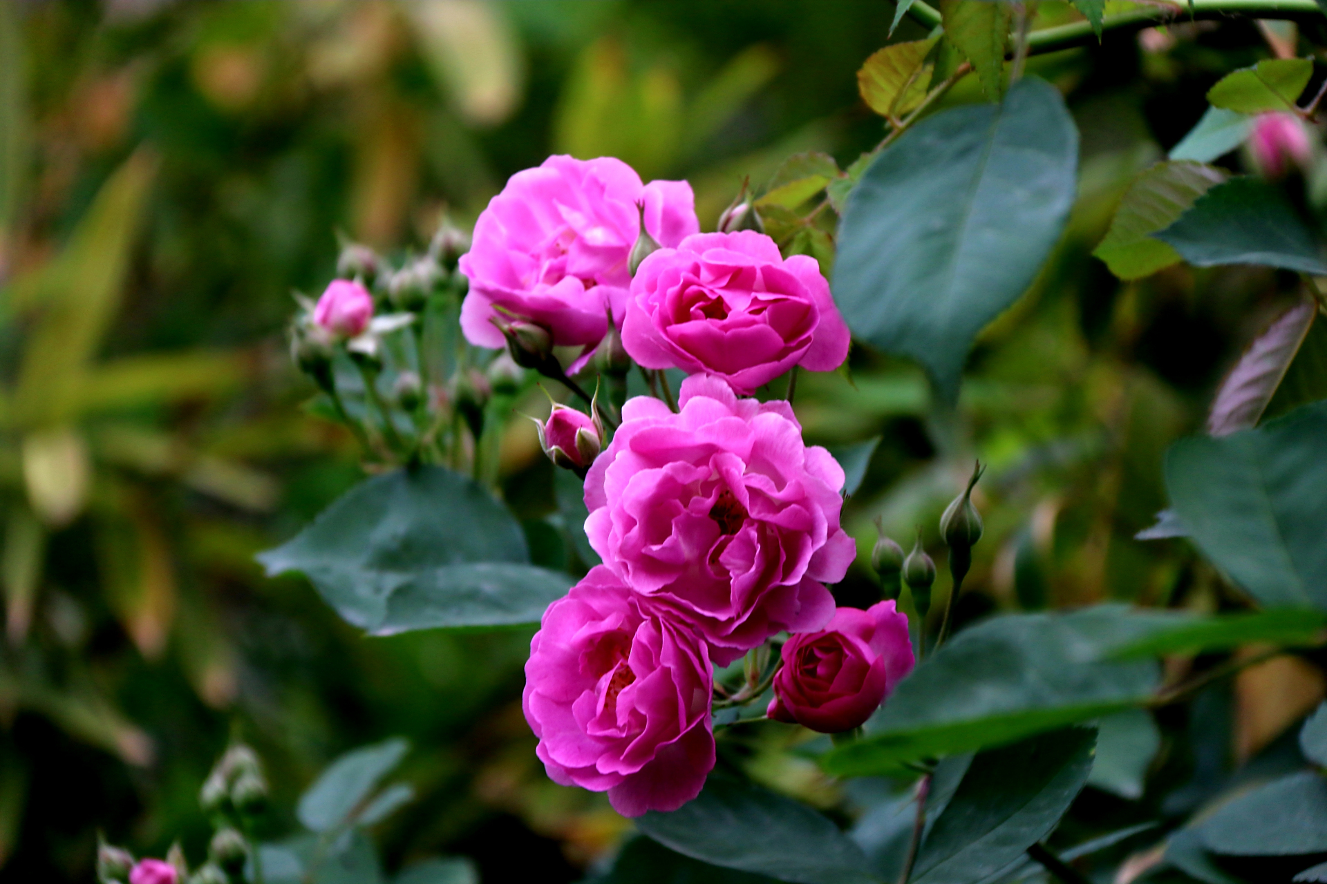 蔷薇,是蔷薇科蔷薇属木本植物;小叶为倒卵形,长圆形或卵形,有尖鹊单