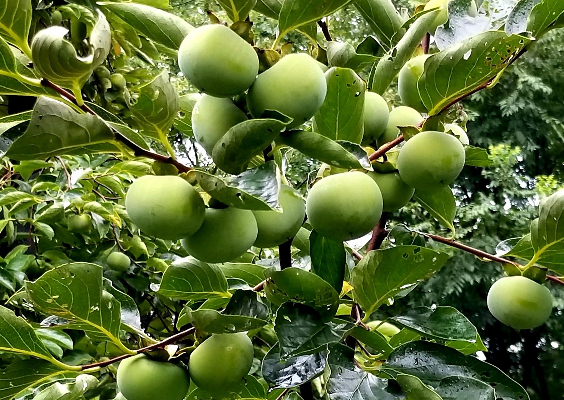 【公园里的柿子】 公园里栽了许多柿树,8月份青柿子挂满树枝,长势喜人