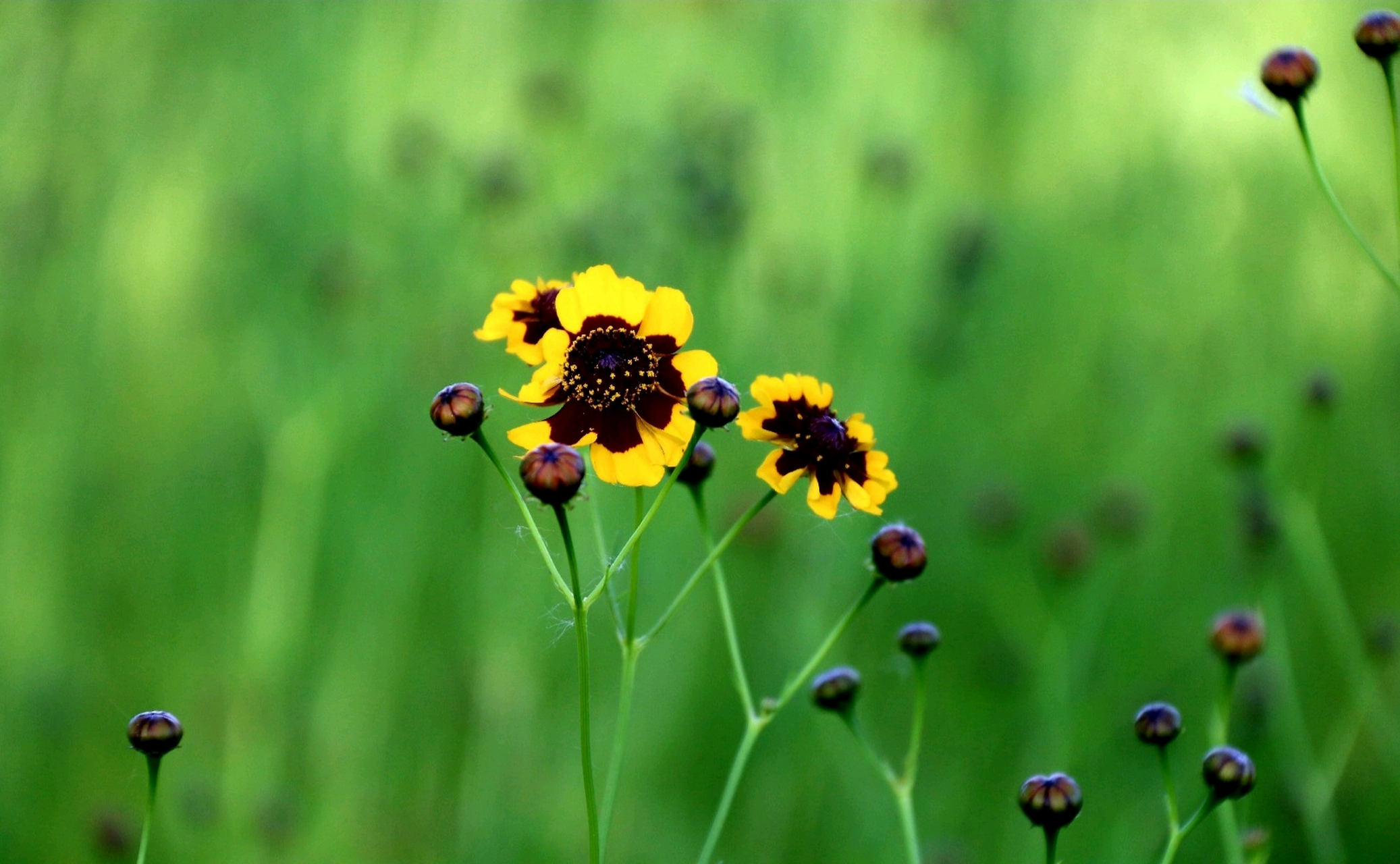 两色金鸡菊,别名二色金鸡菊,雪菊等,是菊科金鸡菊属草本植物,头状