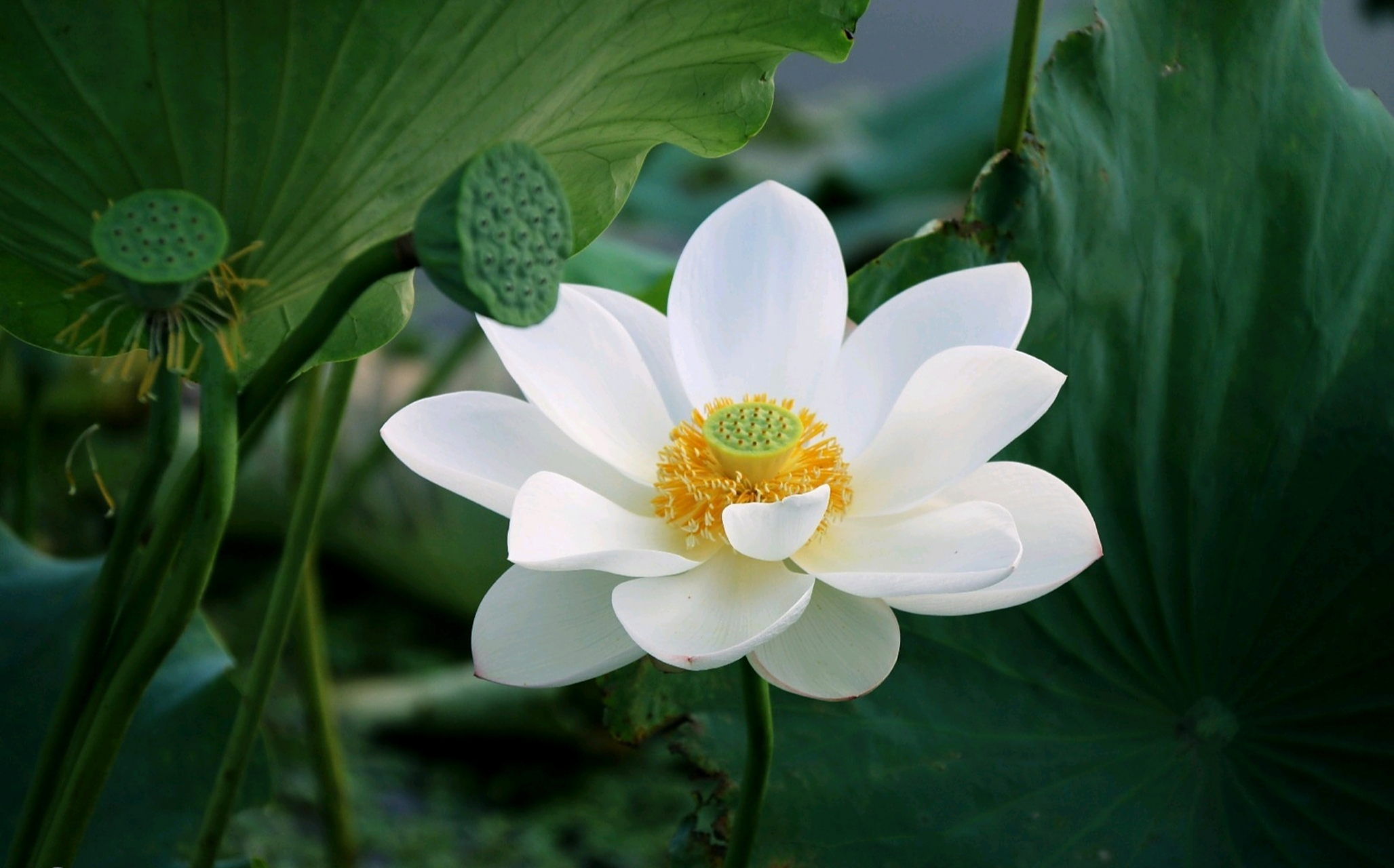 白莲花,洁白的花,圣洁的花. 分享一组白莲花美图.