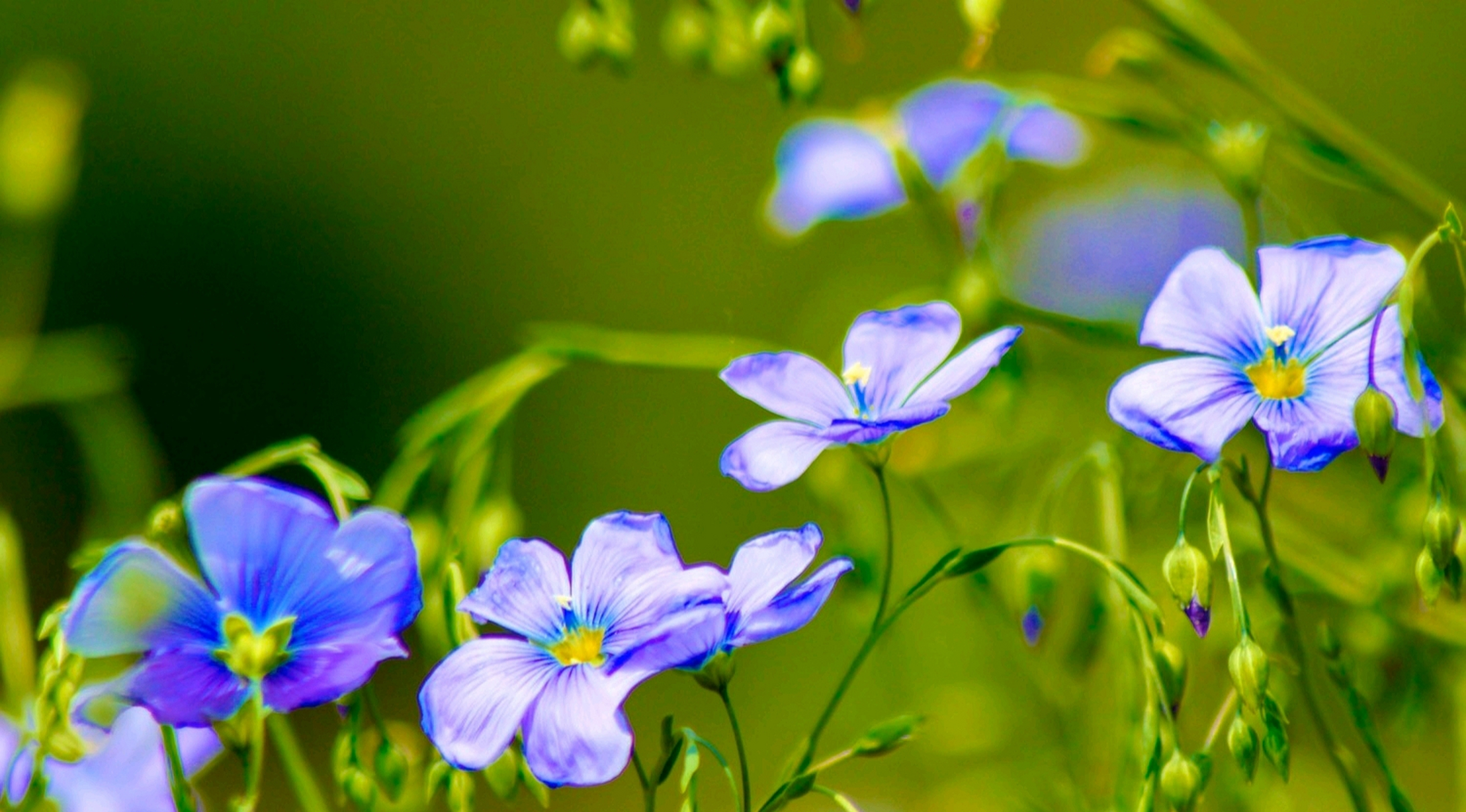"迎风优雅,蓝色坚强" 【宿根亚麻】,是一种多年生宿根花卉,可作一年生