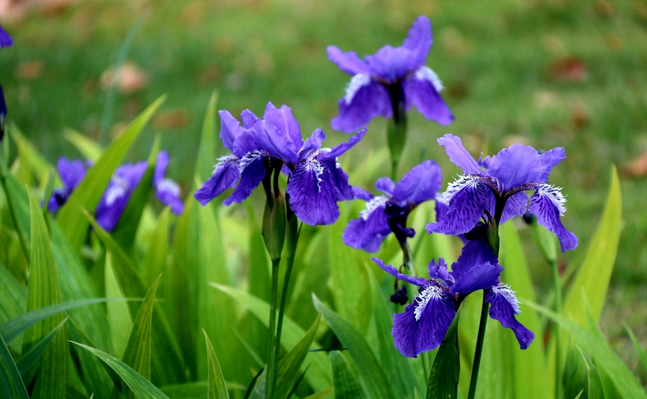 鸢尾花叶片碧绿清脆,花色鲜艳奇特,宛若翩翩彩蝶,是园林绿化的重要