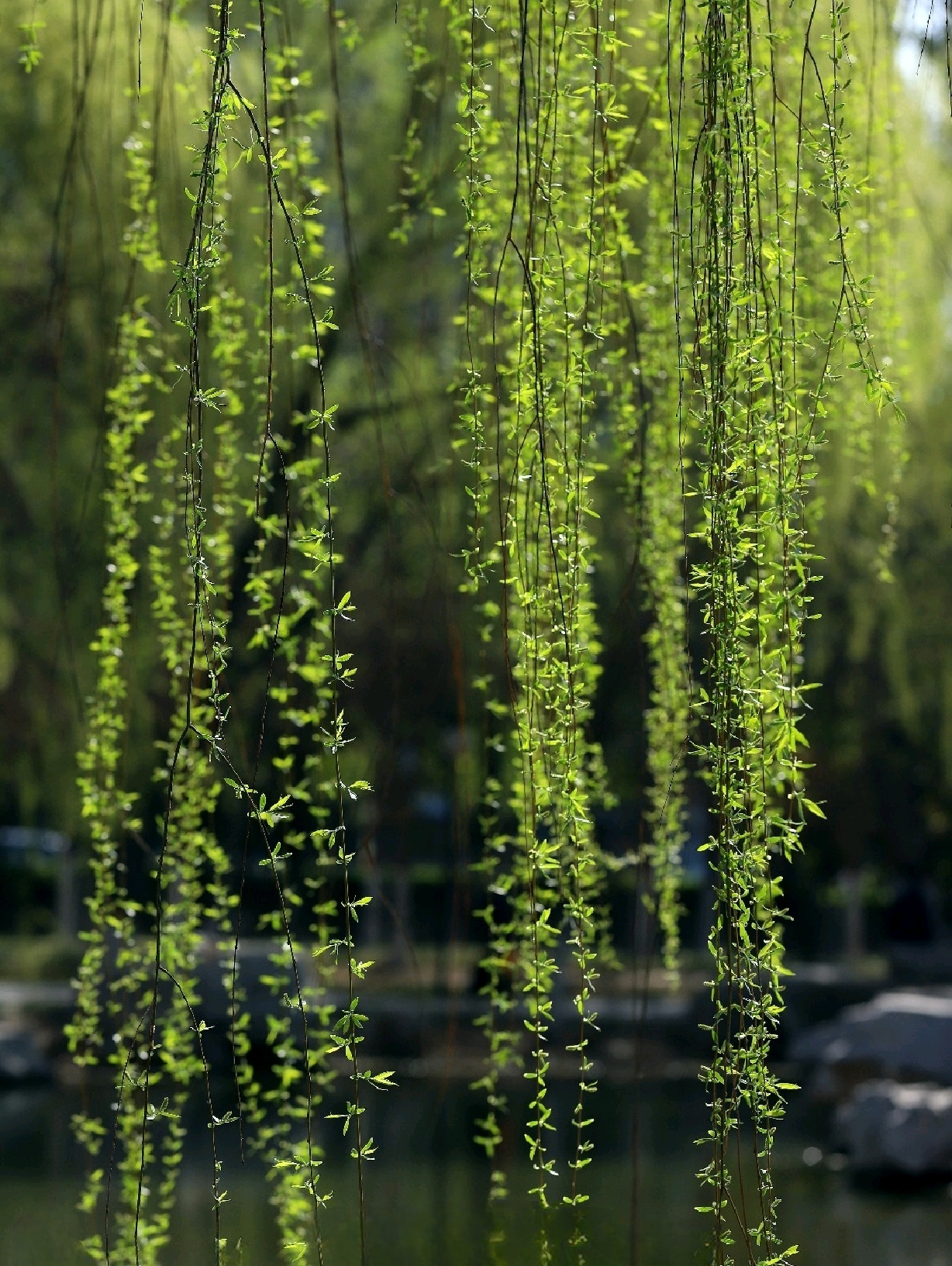 春城无处不飞花