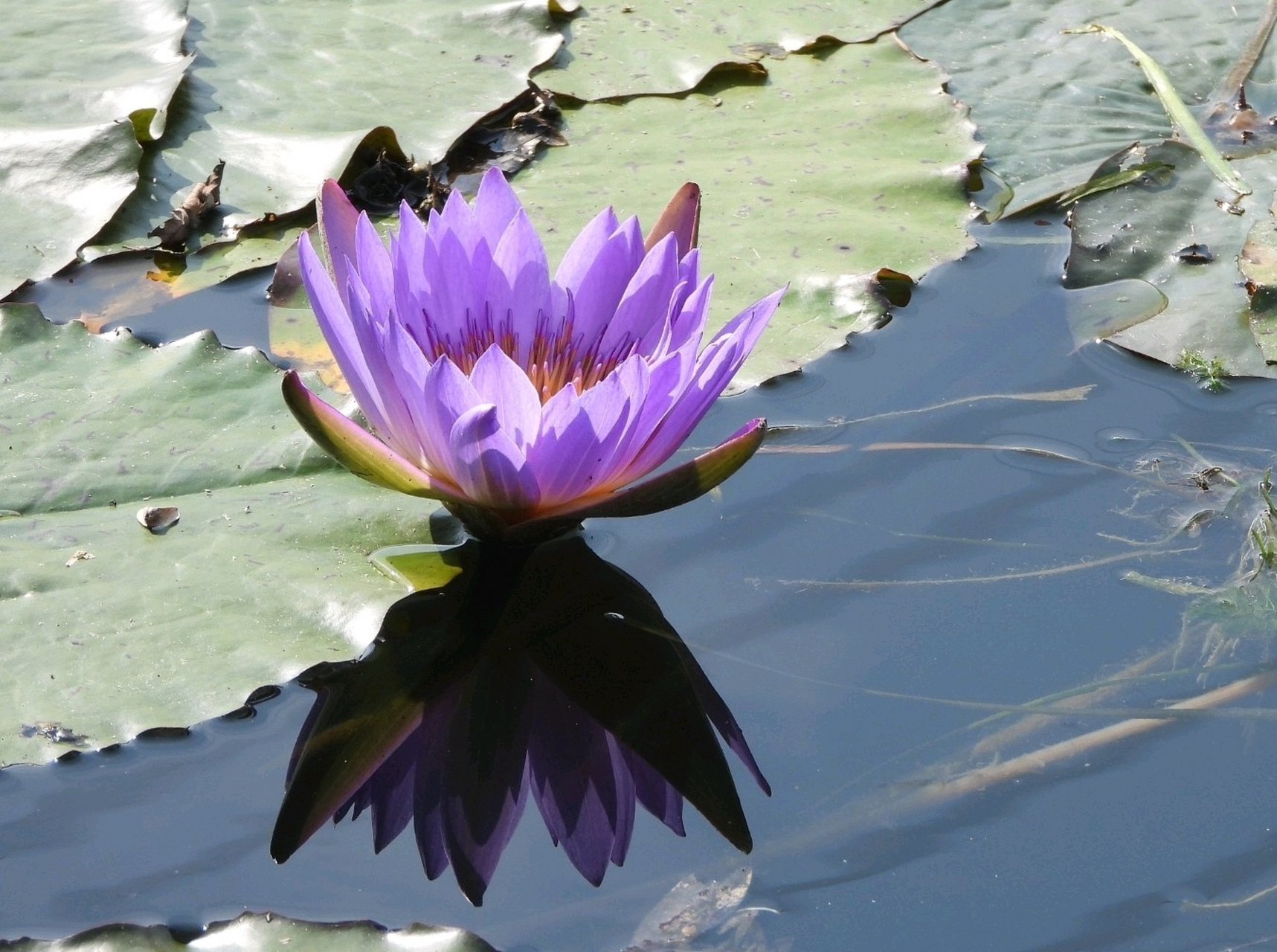 心如莲花,念如菩提. 一点禅心一朵莲,一念心境,清澈高远.